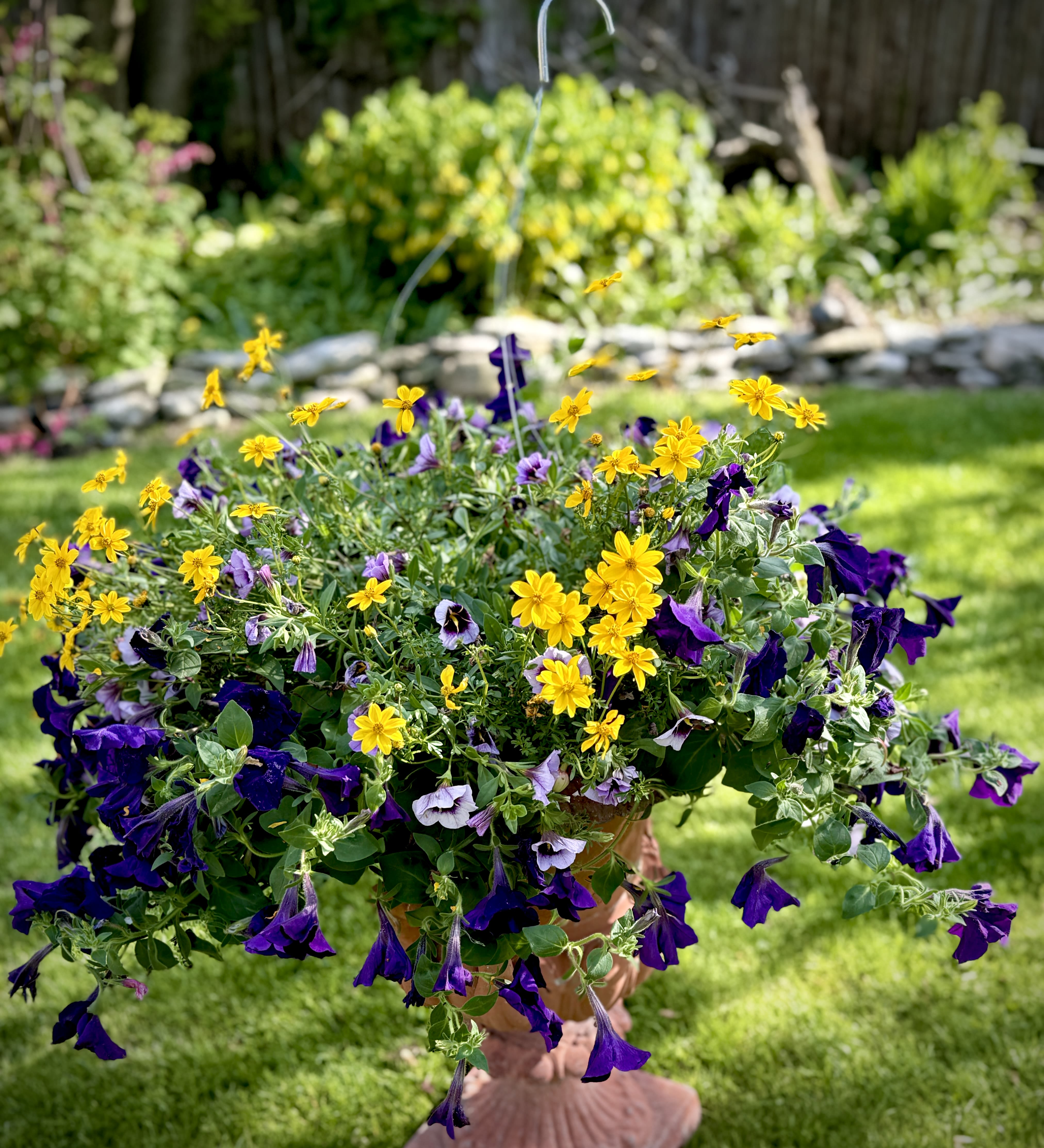 Large Purple &amp; Yellow Outdoor Hanging basket - Purple and yellow flowers make up this colorful outdoor hanging basket.  Best blooms in full sun. (Display urn not included.)   We are proud to deliver our flower creations to the Kenosha, Somers, and Pleasant Prairie area. With over 55 years of combined flower design experience in Kenosha, Wisconsin, A Summer's Garden Florist and Gifts is the perfect choice for the freshest flowers, most creative design, and exceptional customer service.