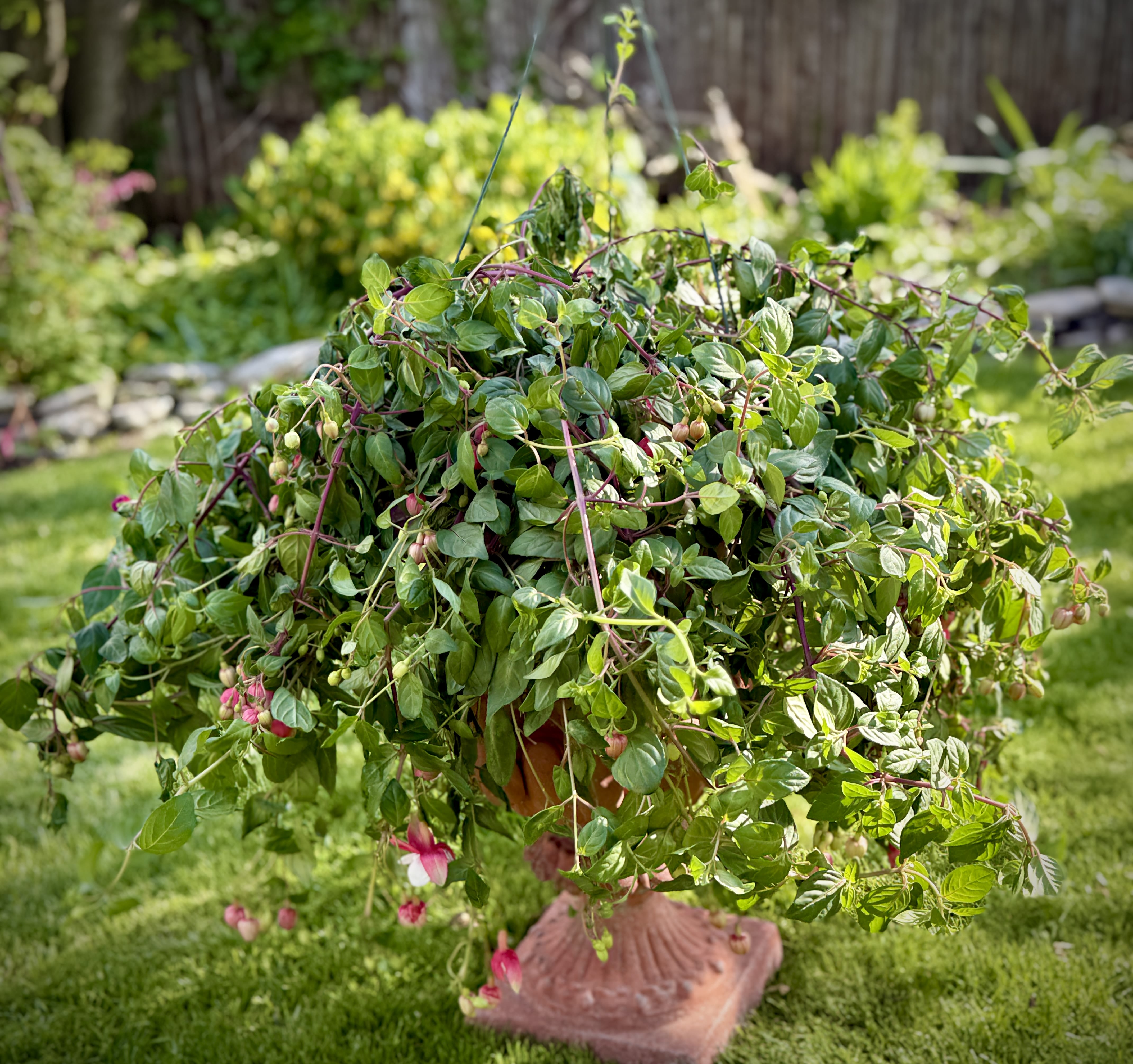 Large Fuchsia Pink &amp; White Outdoor Hanging Basket (Only 1 available) - Wow, this pink &amp; white fuchsia is GORGEOUS! Perfect for that SHADEY spot. Only 1 available. (Display urn not included.)  We are proud to deliver our flower creations to the Kenosha, Somers, and Pleasant Prairie area. With over 55 years of combined flower design experience in Kenosha, Wisconsin, A Summer's Garden Florist and Gifts is the perfect choice for the freshest flowers, most creative design, and exceptional customer service.