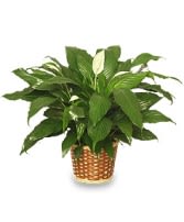 Peaceful Peace Lily Plant - A  lush green peace lily plant in a woven wicker basket dressed up nicely with moss and a pretty bow is a lovely gift to send to a memorial service in care of a family member to take home in remembrance of their loved one!