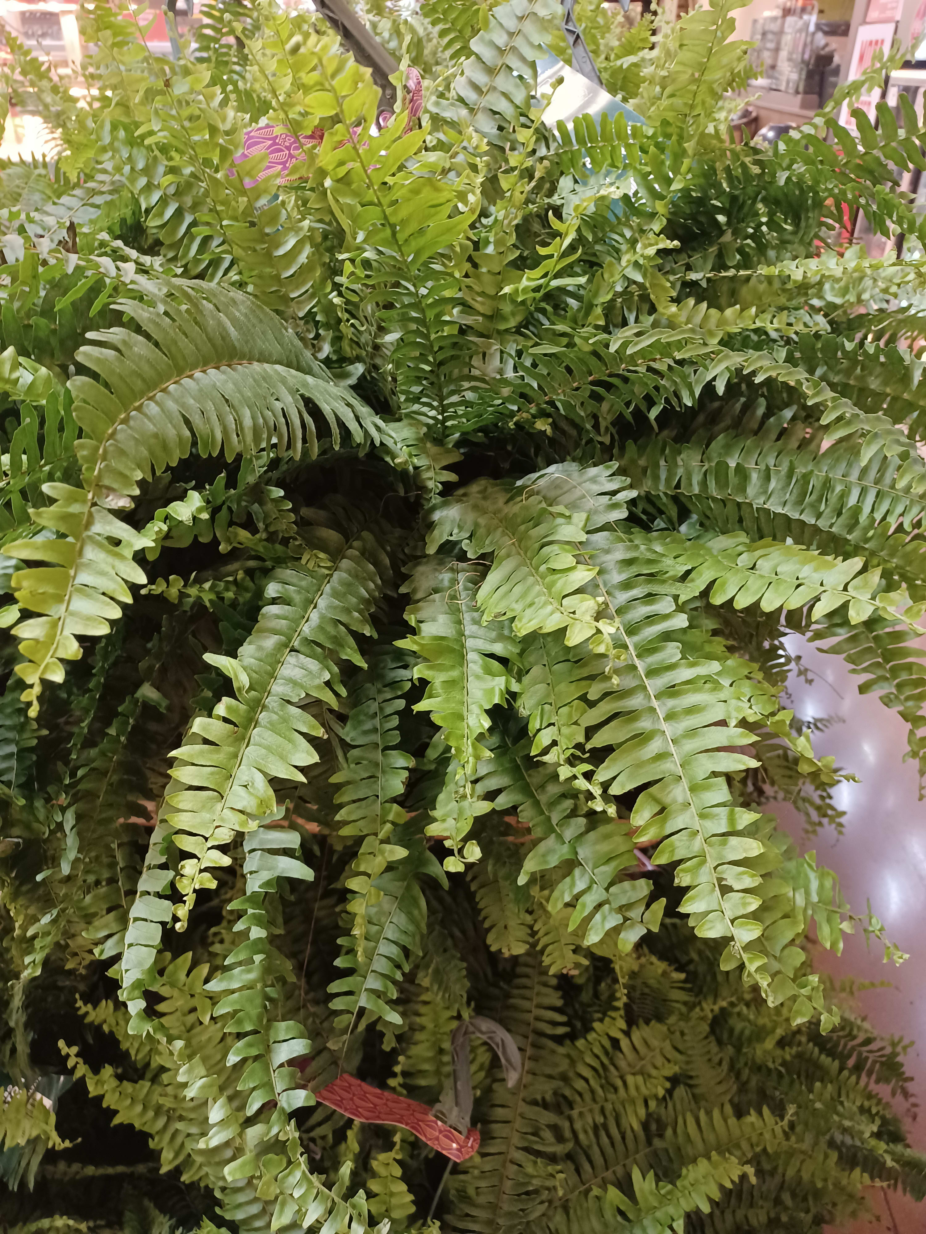 Boston Fern - Large lush Boston fern plant for indoors or outdoors with moss and a bow added.