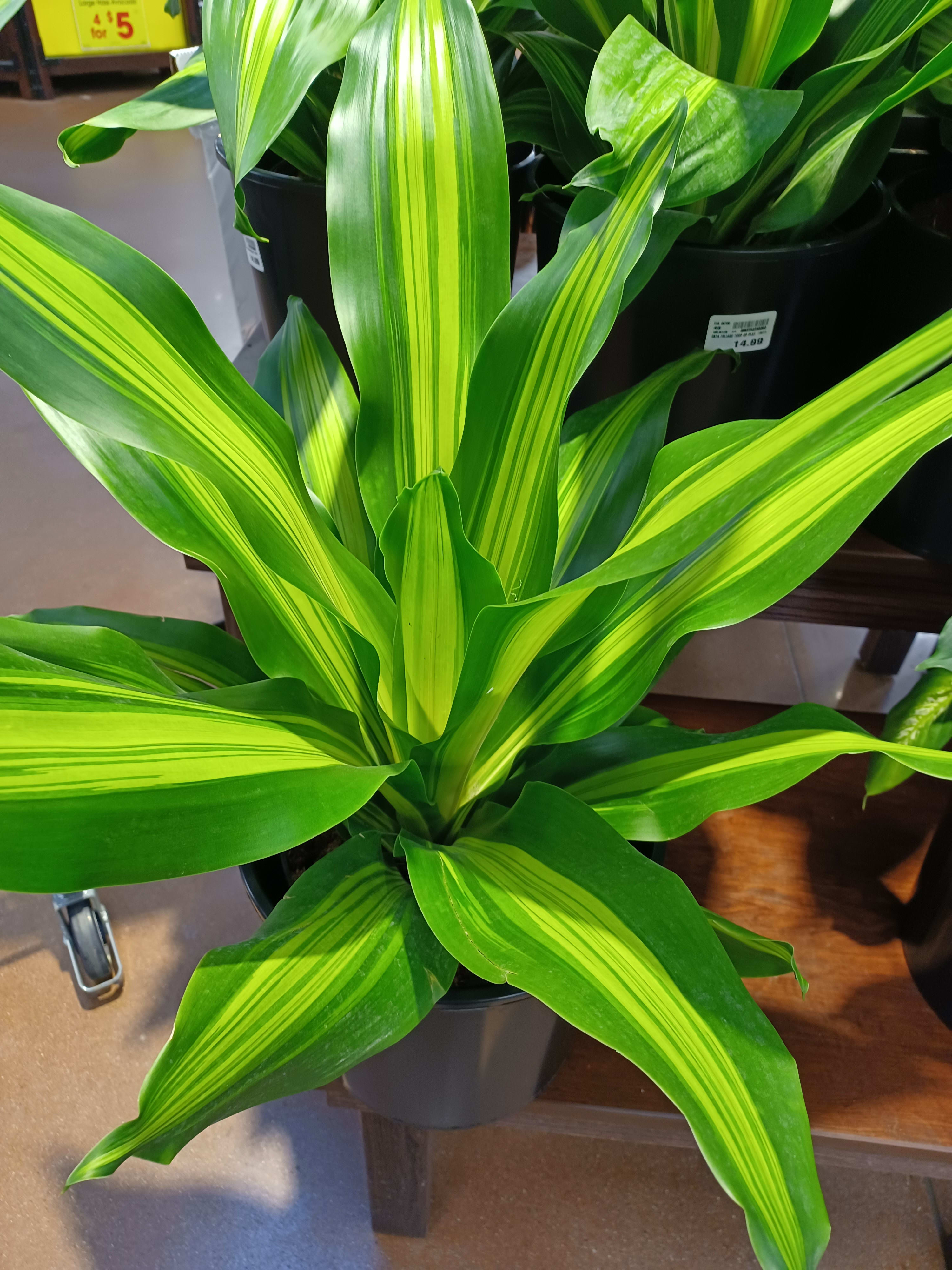 Dracena Houseplant - Large lush and vibrant colored low maintenance  house plant which makes a really good gift idea for all occasions including a birthday, get well, new home, sympathy or just because!