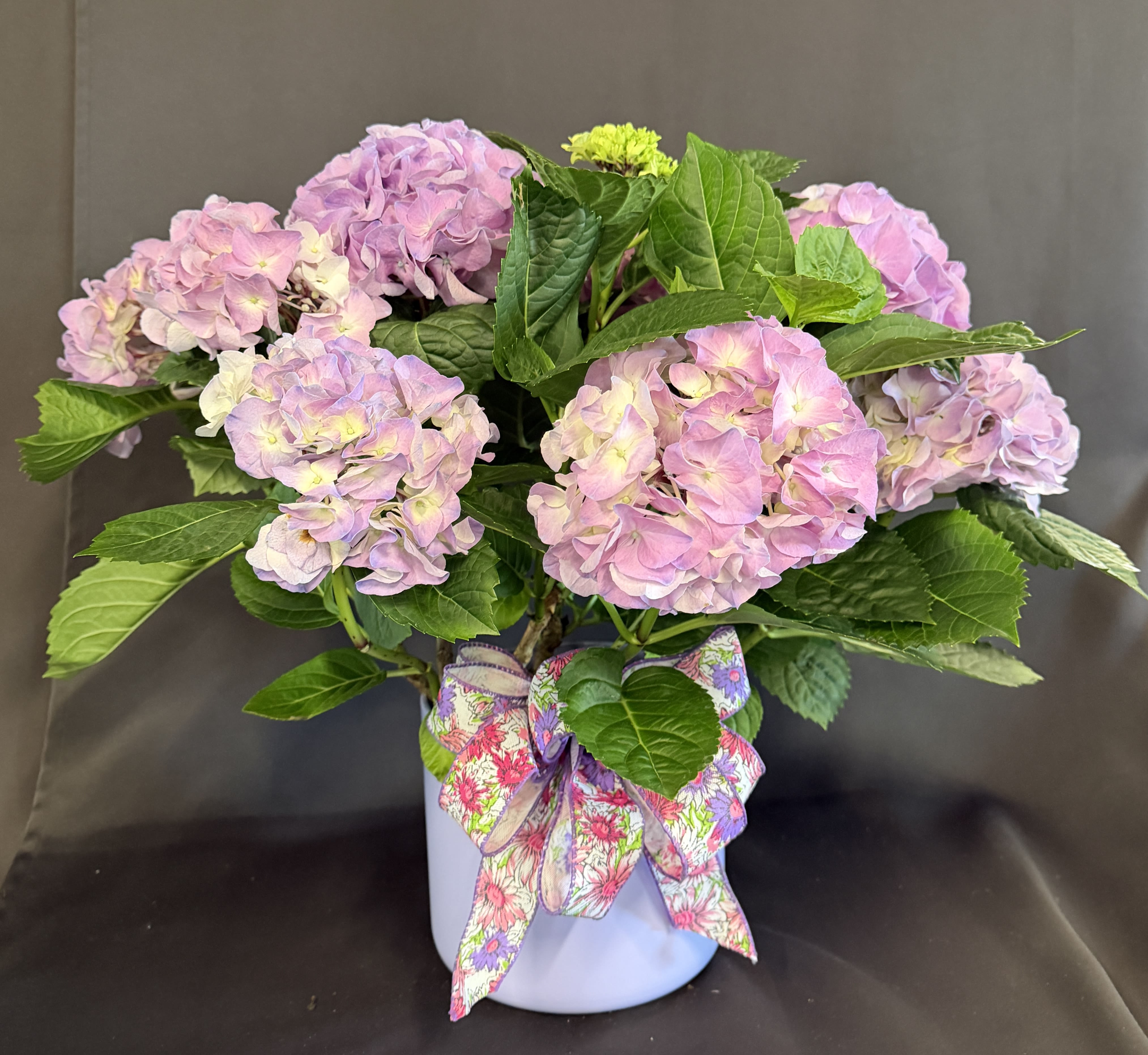 Blooming Hydrangea Plant - Blooming hydrangea plant in metal container  