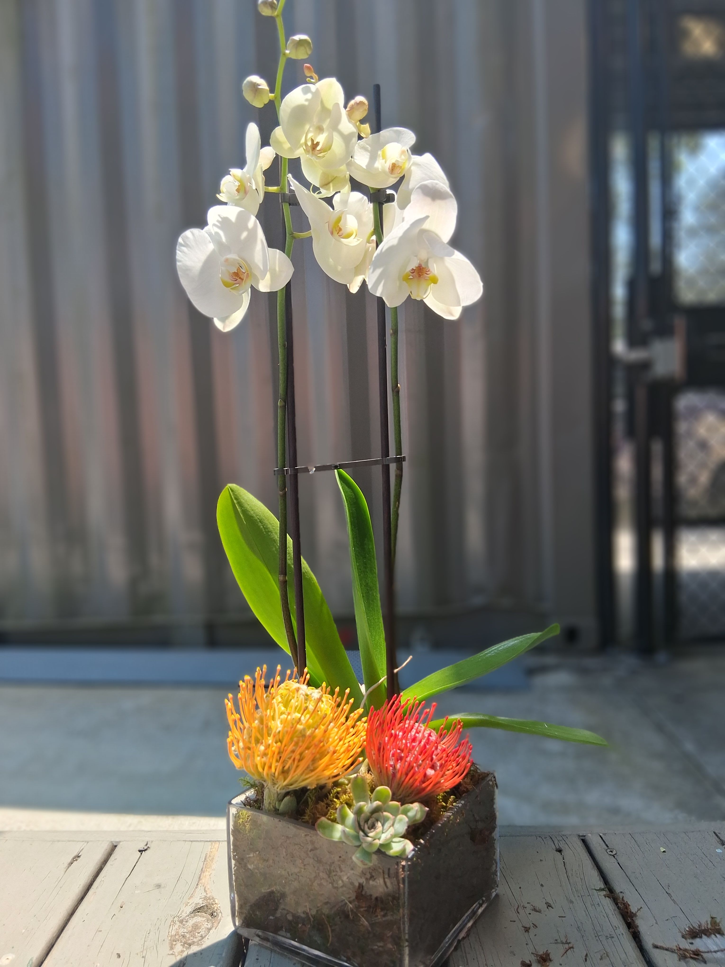 Courtland Street Corporate - Tall white Phalaenopsis orchids reach upward in a sculptural statement-perfect as a corporate gift or housewarming arrangement that reads modern and elegant. The vertical composition and clean lines make this flower arrangement ideal for office desks, reception areas, or a home entryway when you want to say congratulations or welcome.  A compact base of bright orange and red pincushion-like blooms provides a vibrant pop beneath the smooth orchid petals, while a small succulent tucked at the front adds textural contrast and contemporary appeal. Stems are anchored in a square glass container and supported with floral stakes for a neat, structured silhouette that stays upright and polished.  Designed to make the recipient feel noticed and celebrated, this arrangement balances bold color with refined form for special occasions like grand openings, promotions, or new-home gifts. The size and upright shape suit narrow tabletops and counters; order with confidence knowing it arrives ready to display.