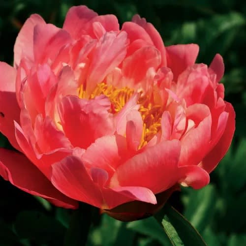 Close-up of a pink peony bloom with yellow center