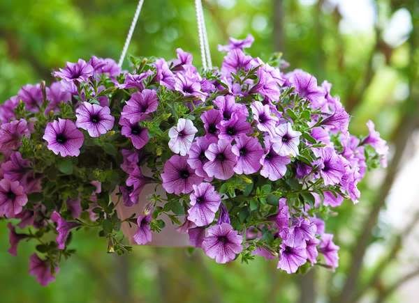 Annual Proven Winner Hanging Basket 10 In - We have an assortment of baskets. Will be based on availability. Will not be available until May 8th. Pre-order for Mother's Day