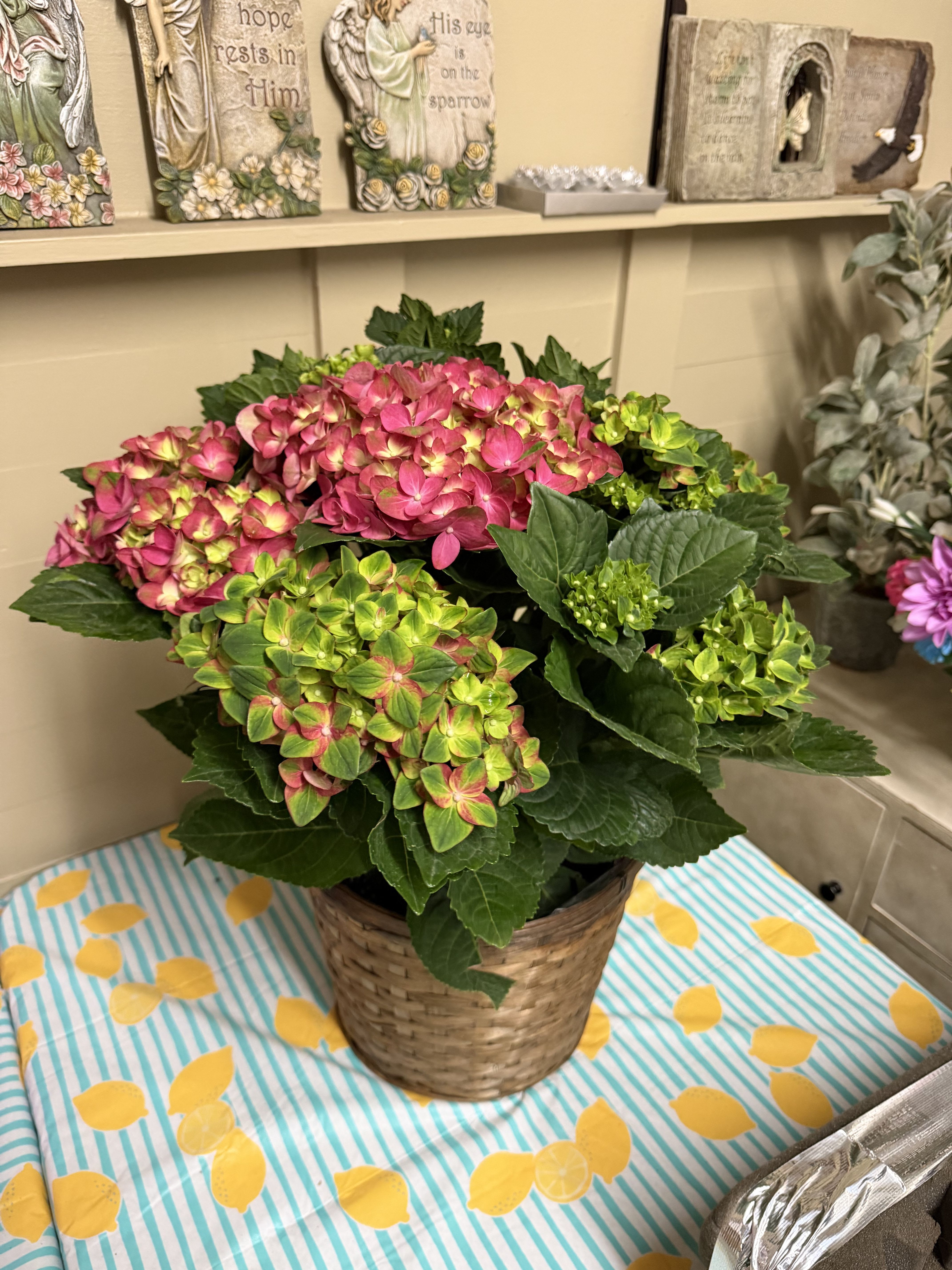 Amazing Extra Large Bi Color Hydrangea - One side Pink and the other side should be purple according to grower!  Either way a super healthy extra large Hydrangea!  Plant it in the yard and watch it bloom year after year!
