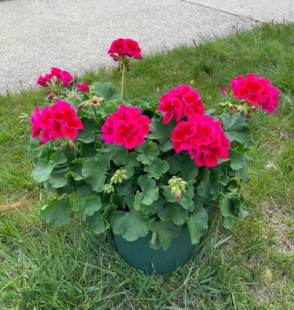 Potted Geranium - 9" Potted Geranium