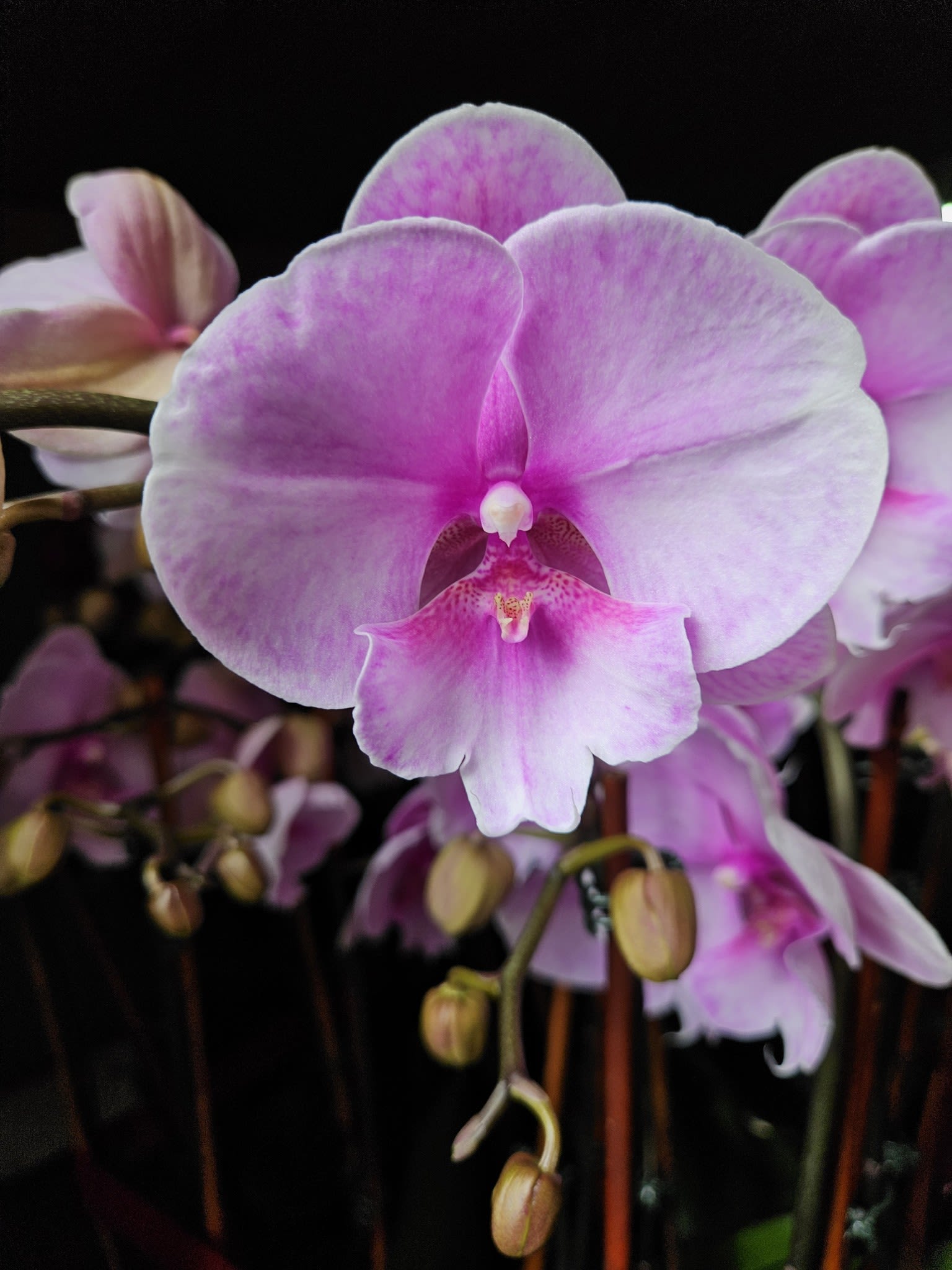 Thoughtfulness &amp; Charm - Great things about this arrangement is - 1) It has a real orchid plant/plants in this arrangement. It is Not cut orchids flowers.  2) after enjoying the flowers you can keep the orchids in the same pot because this flowers are arranged in a planter. (If you need help with planting Thus beauty, we offer planting services with extra charge)  3) because this is a real plant/plants, the size is bigger and will last looooonger.  ** Please Note ** Orchid's color for Valentine's day arrangement - Pink or Purple or Yellow. From Deluxe, it will be assorted color