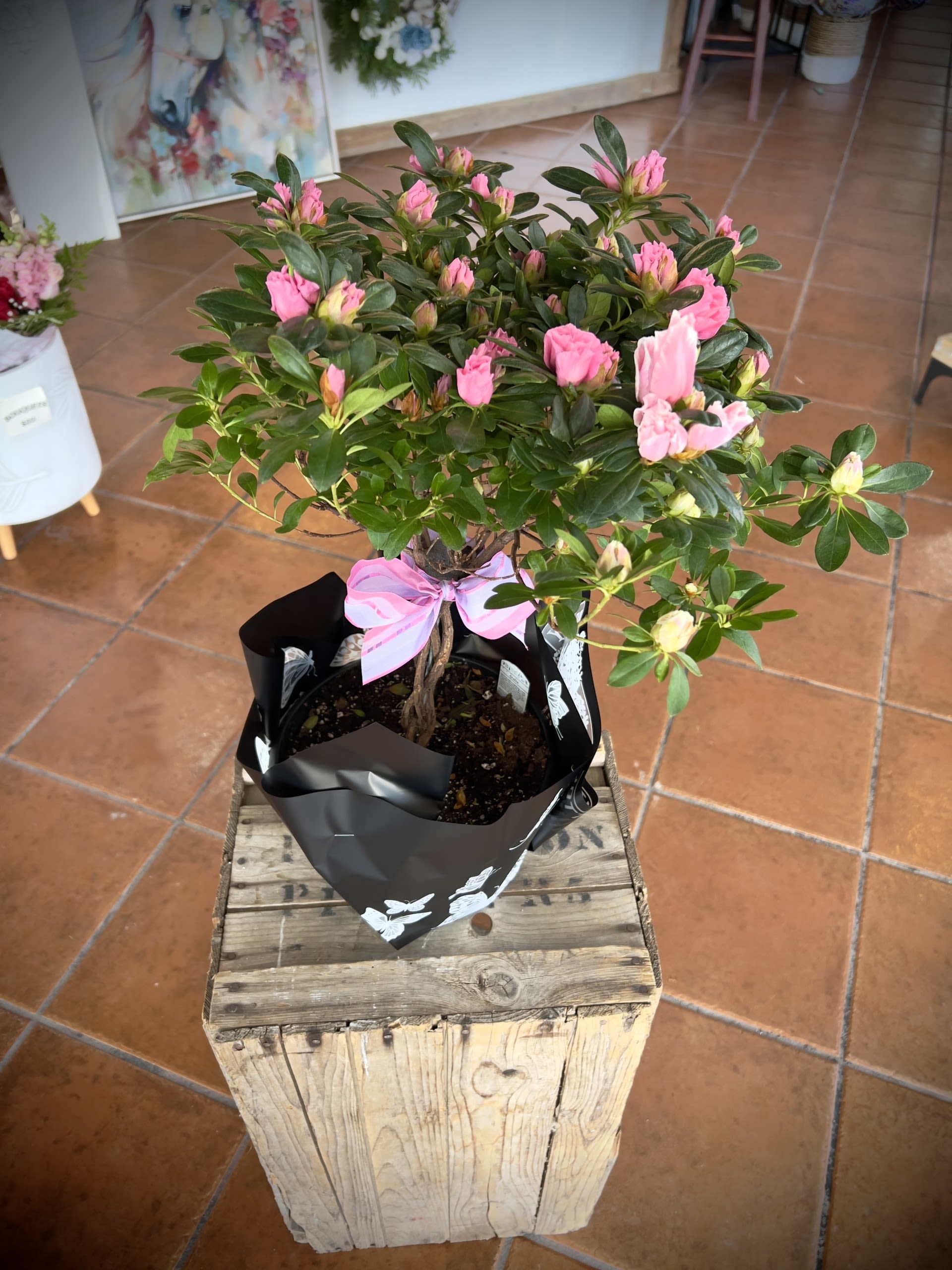 Azalea Tree  - Back by popular demand, Our Azalea Trees are the showstopping floral addition your home has been waiting for. We only have a limited quantity of these beauties so get yours while we still have them in stock.