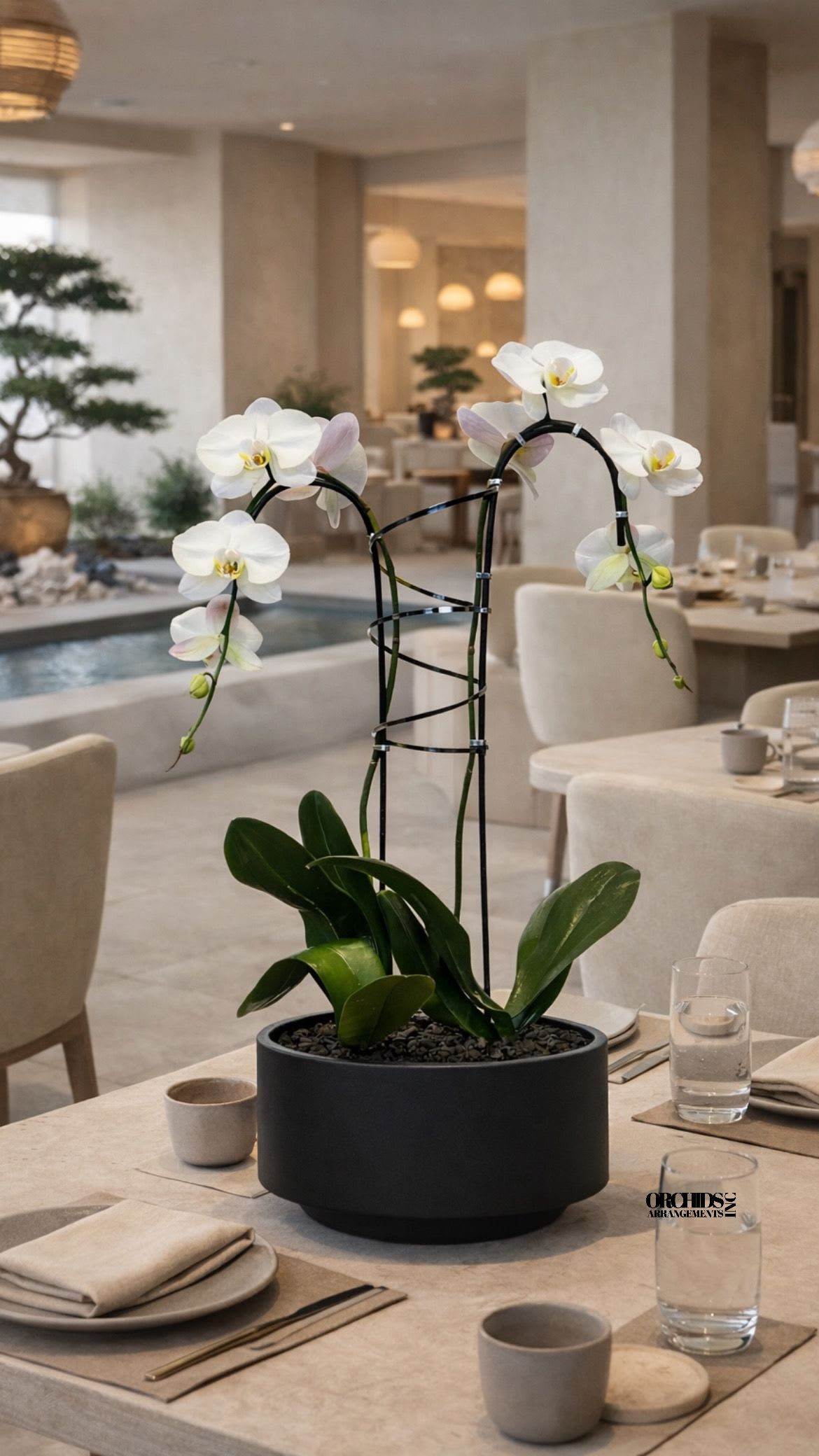 White orchids in a black pot on a dining table