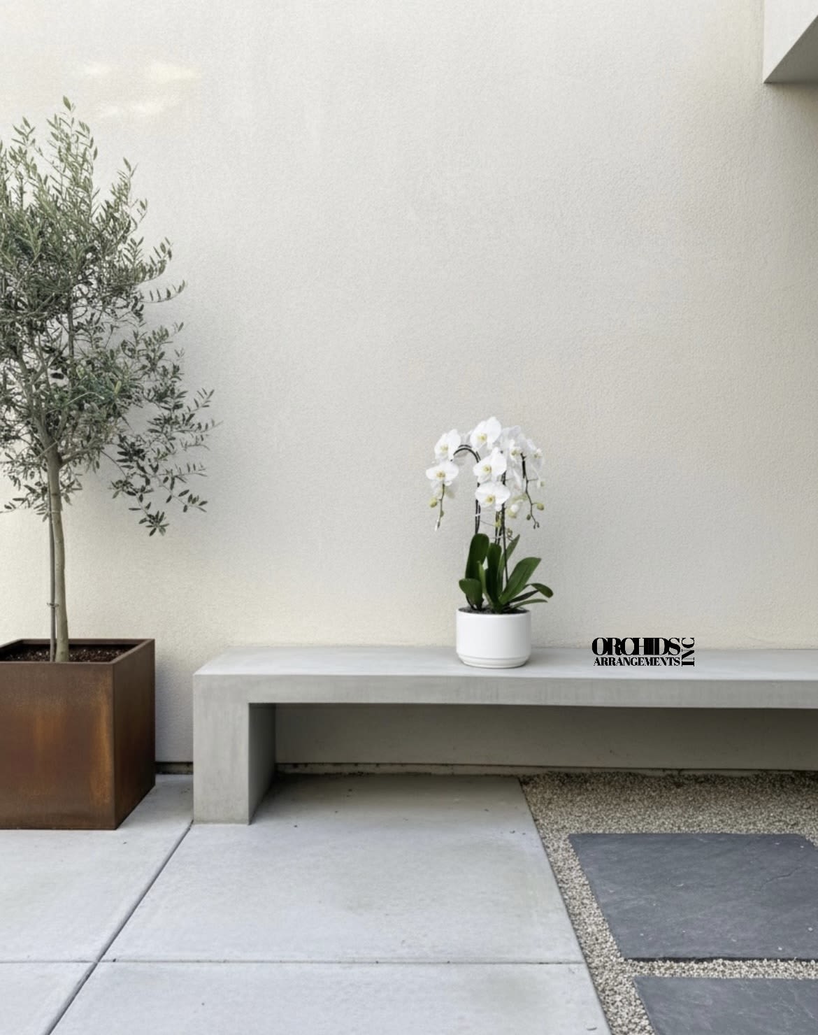 White orchid in a small white pot beside a potted tree