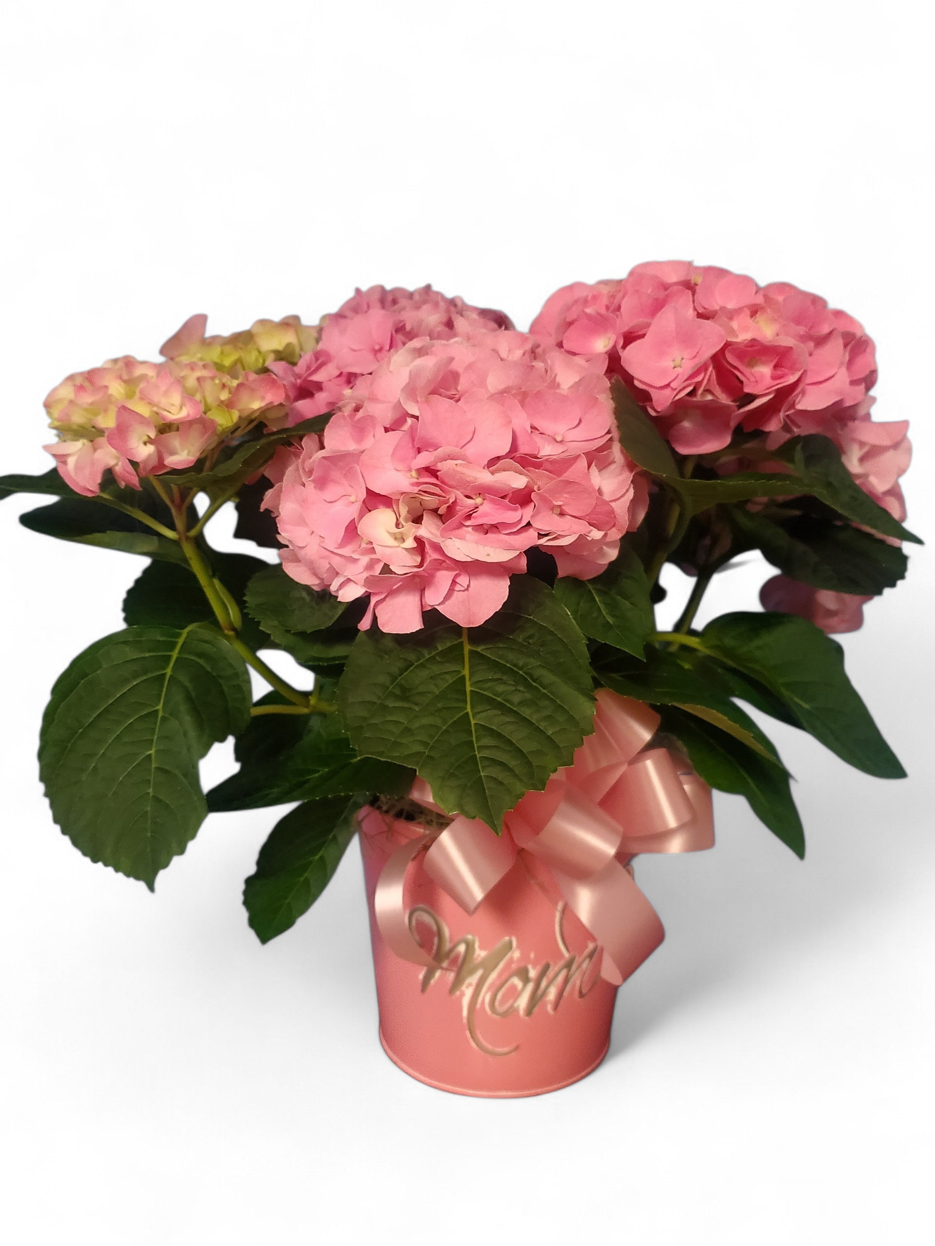 Hydrangea - A beautiful Hydrangea plant is perfect for every occasion, but this one is for "MOM", as the pot says.  Suitable for planting in the yard and, if your thumb is green, should come back year after year.  Assorted colors.
