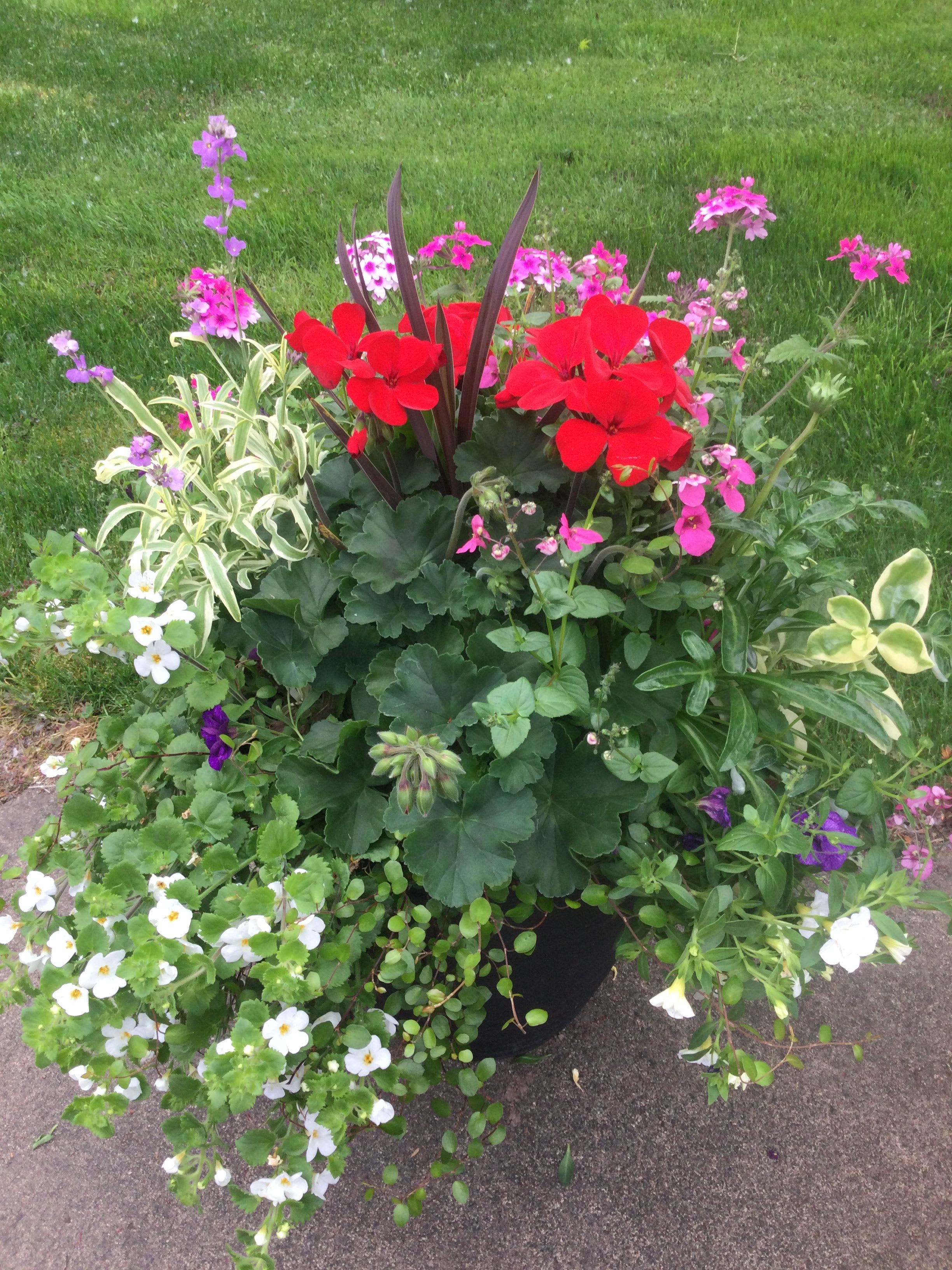 Sunshine Planter - This beautiful planter filled with live plants is sure to be a big hit for the special Mom in your life. It’s something she can enjoy for many weeks. Full sun planter.