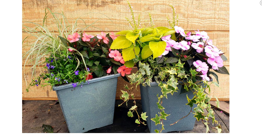 Two potted flowering plants in gray containers with pink and purple blooms