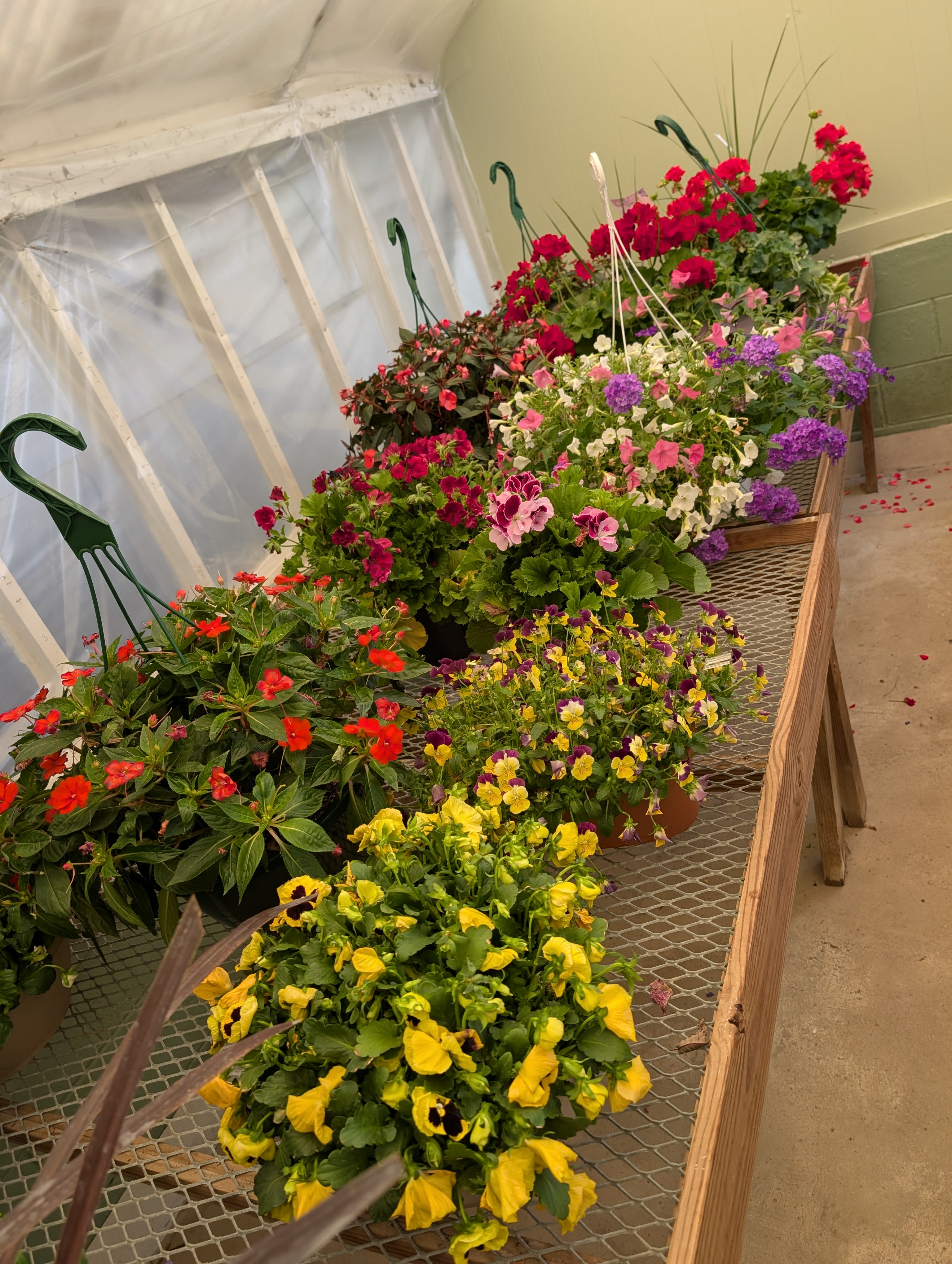 Hanging Basket - Variety of hanging baskets. 