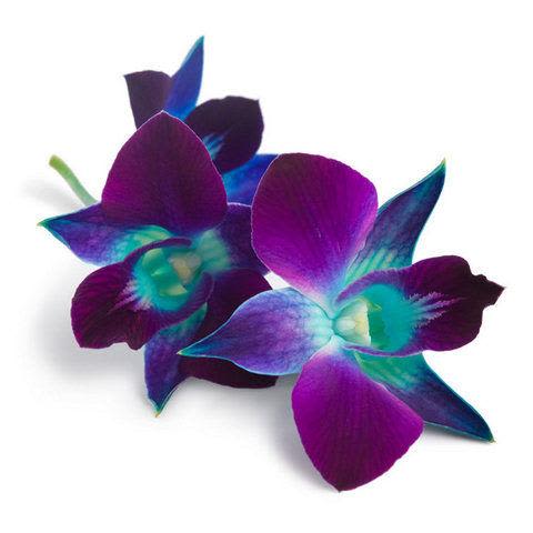 WOW!!! Blue Dyed Orchids - Let our designers make a contemporary mixed vase combination with these blue stem dyed orchids and other flowers that compliment them. 