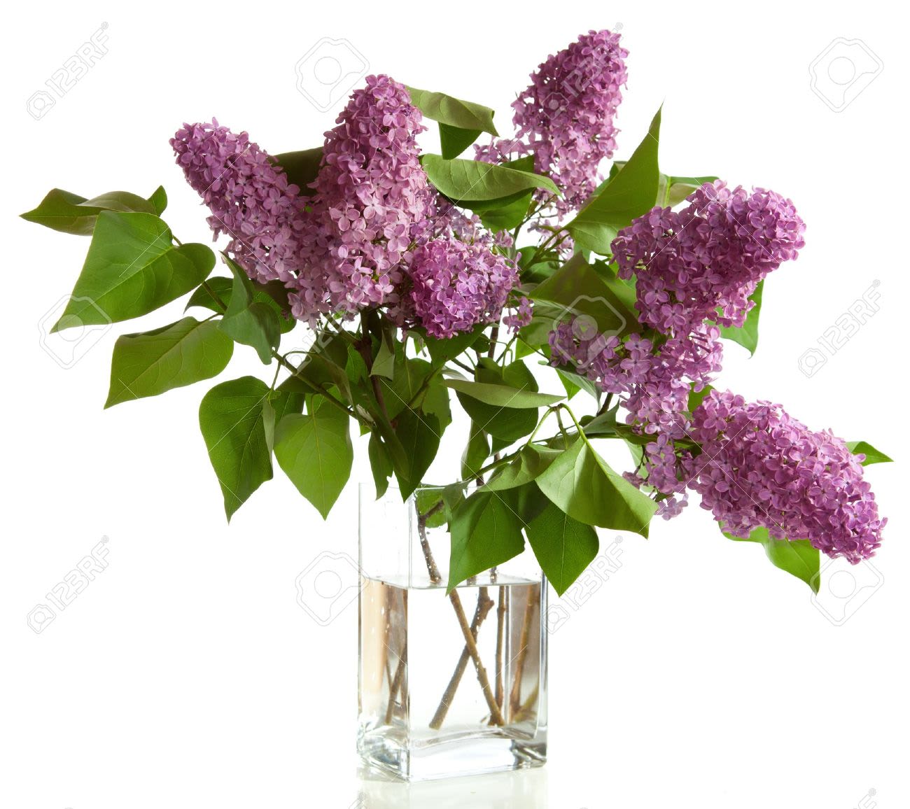 Lilac - Is there anything that can remind us of spring up north better than sweet, fragrant lilac? We take the choicest, field grown lilac and put them in a vase for you. The price is based on the number of lilac clusters in a vase. Ask our associate for help in picking the right number of clusters for your special recipient.   IMPORTANT:  Lilac is very seasonal--it is usually Mothers' Day only.  So please call first to confirm availability.