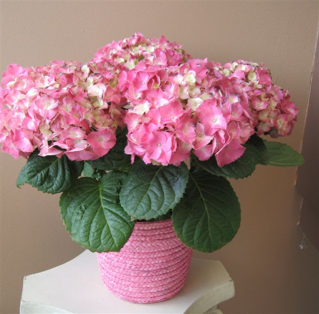 Potted pink hydrangea plant in a textured pink container on a small table.
