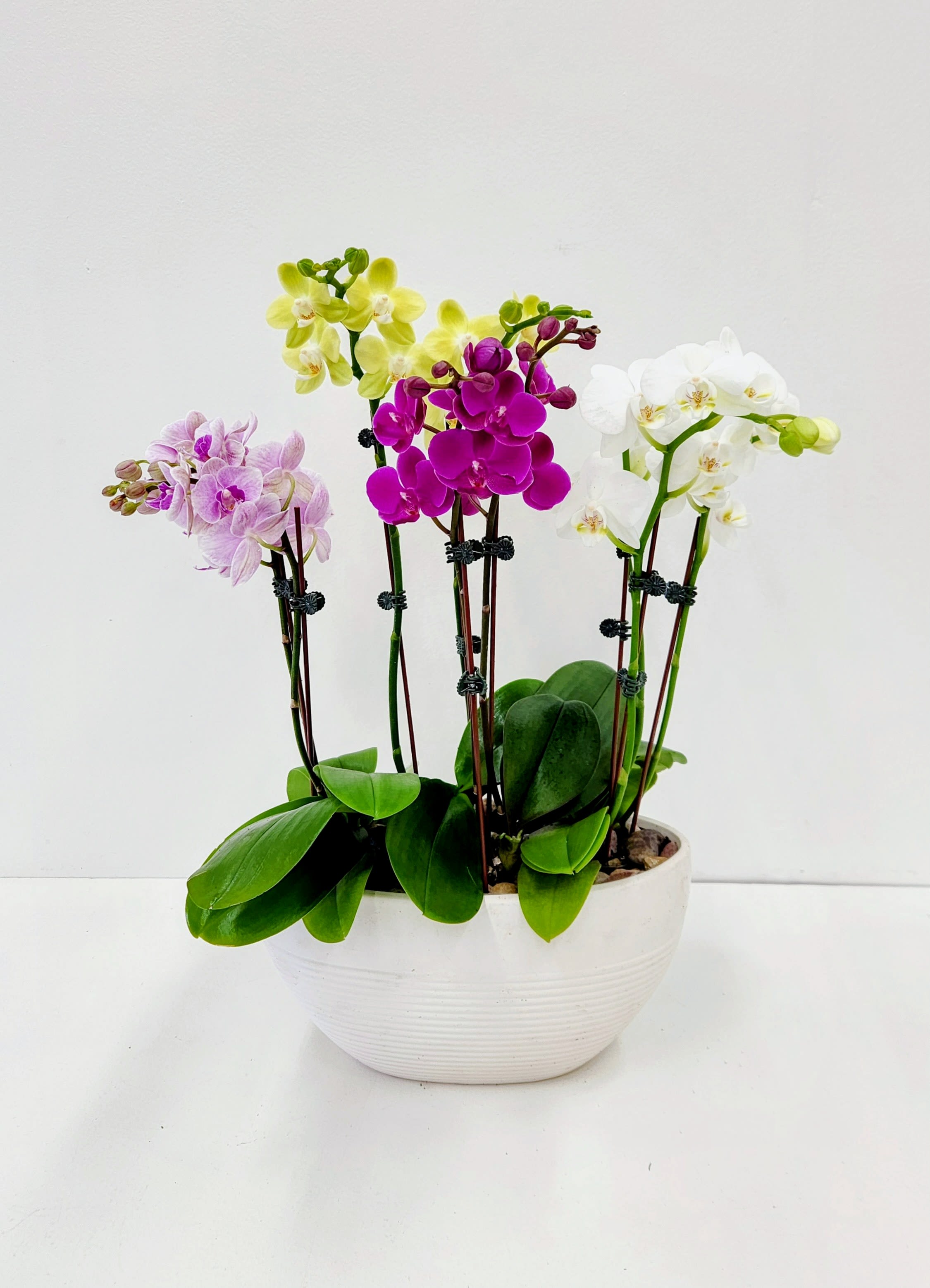 Luxury - A cluster of graceful Phalaenopsis orchids in soft pink, vivid purple, pale yellow and pure white creates an elegant centerpiece perfect for a birthday, anniversary, or to celebrate a special achievement. This luxury flower arrangement reads like a living bouquet-tall arching stems and glossy green leaves give the person you're gifting a refined, enduring present that feels both celebratory and serene.  Ideal for the home, office, or as a standout gift for someone who loves houseplants, this arrangement delivers beauty that lasts beyond cut flowers-she'll feel noticed and genuinely celebrated whenever the blooms open. Arrangement arrives ready to display; minimal care (moderate light, occasional watering of the potting medium, and support from the provided stakes) will keep the orchids healthy and blooming.