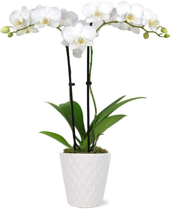 Orquids Premium - Elegancia que Enamora - Sorprende con un detalle sofisticado que transmite amor, admiración y buen gusto  Nuestras orquídeas premium son el regalo perfecto para quienes valoran la belleza delicada y duradera. Con flores elegantes y una presentación impecable, este arreglo eleva cualquier ocasión a un nivel más especial.  Flores frescas y de larga duración Una planta que sigue floreciendo y recordando tu detalle por semanas.  Presentación lista para regalar, viene con un pompon de regalo. Diseñada con estilo moderno, ideal para impresionar desde el primer momento.  Perfecta para toda ocasión Día de la Madre, cumpleaños, agradecimientos o simplemente para decir “estoy pensando en ti”.   Fácil de cuidar Ideal incluso para personas que no tienen experiencia con plantas. ️ Unidades limitadas Un regalo fino, elegante y que deja huella. Colores variados, a disponobilidad.