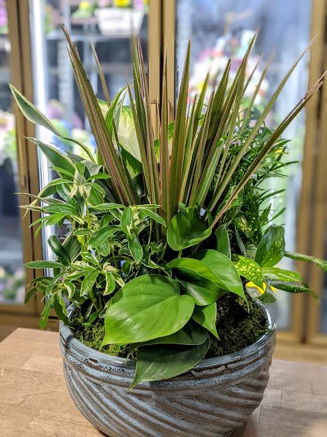 Mixed green houseplants in a textured ceramic planter