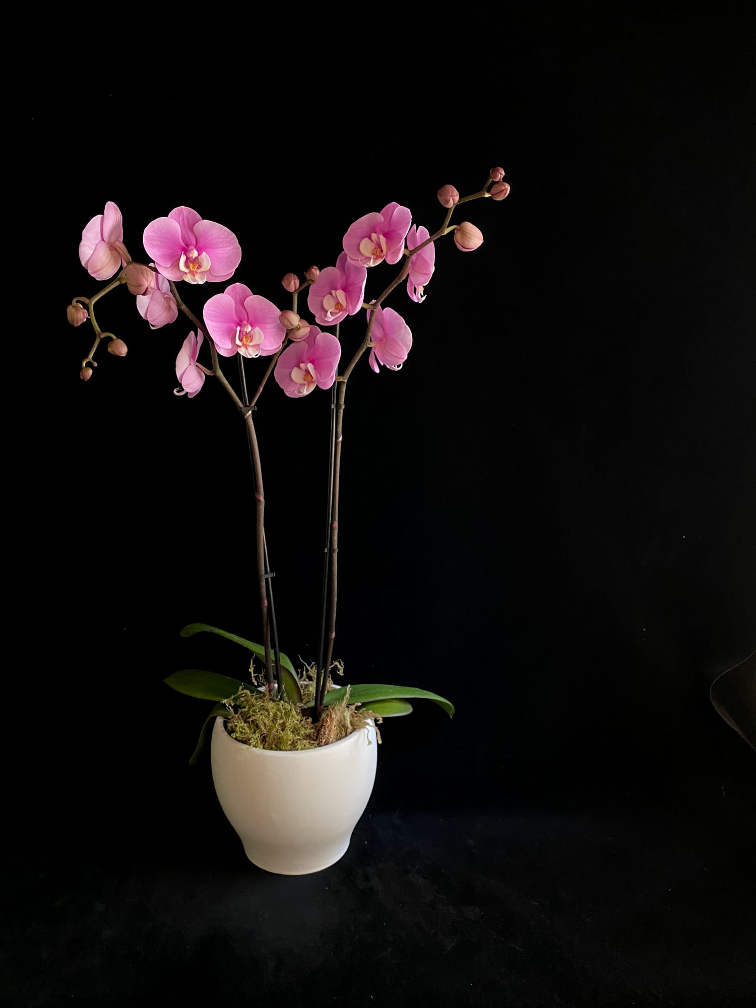 Orchid-  Phalaenopsis Double  - A beautiful flowering Orchid, planted in a modern ceramic pot. Choose white or black pot in special instructions box.  Please note, these are living plants and what is delivered may vary slightly from the picture shown. 