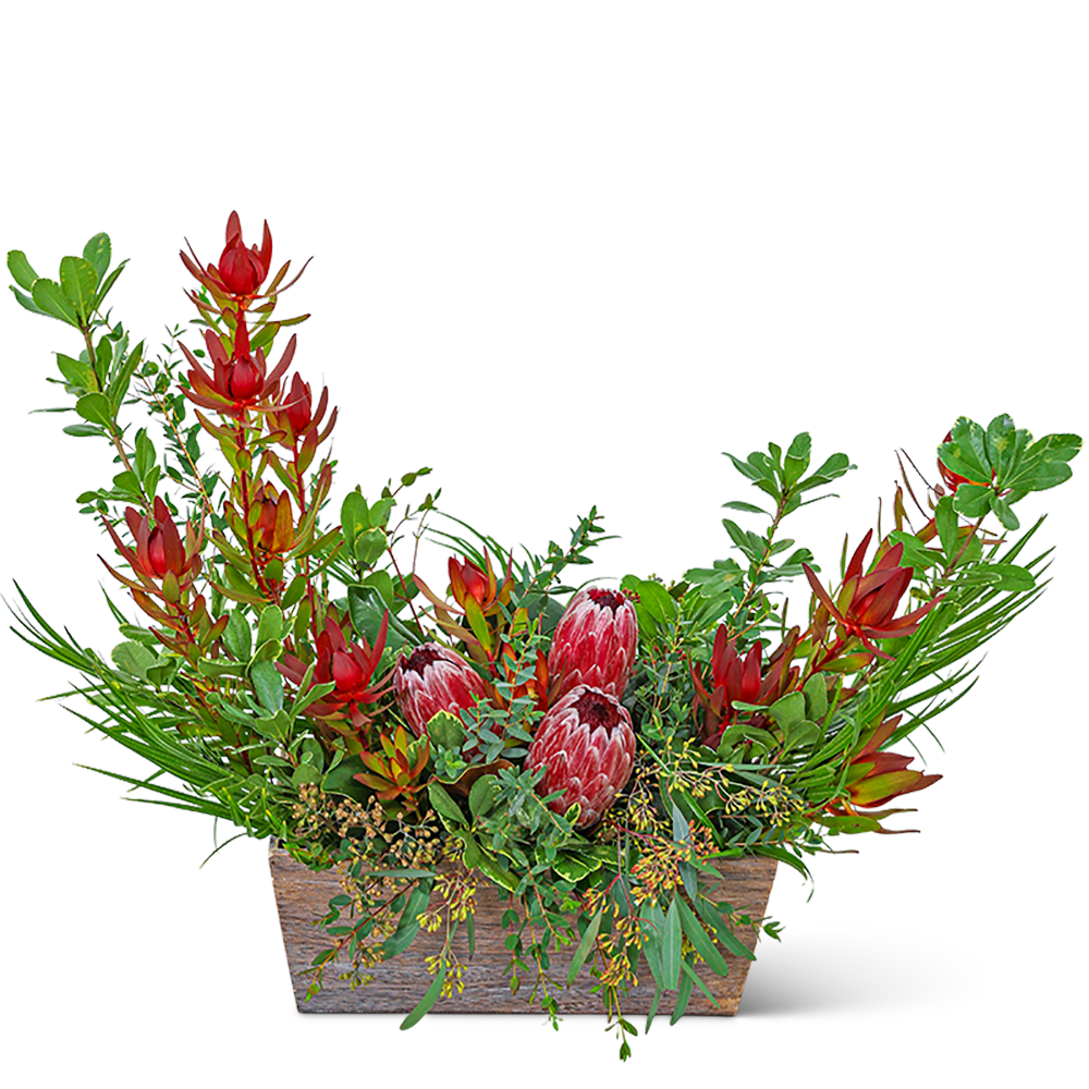 Wild Protea Crescent - Our Wild Protea Crescent design is a stunning flower arrangement that exudes natural beauty and sophistication. This exquisite arrangement features vibrant protea blooms complemented by lush greenery and delicate foliage, creating a contrast and a full, textured look. Perfect for adding a touch of elegance and warmth to any space, the Wild Protea Crescent is sure to make a lasting impression. Order yours today and bring the beauty of nature into your home or office.
