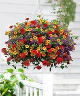 Sunny Hanging Basket - Assorted sunny annuals in a 14" hanging basket. Assortment may consist of geranium, petunia, calibrachoa, verbeena, bidens but not limited to.