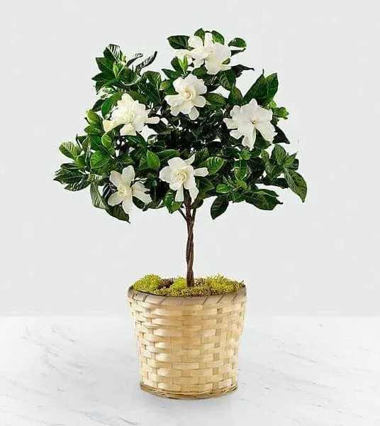 The Graceful Gardenia Tree  - Glossy, fragrant gardenias shaped into a petite topiary make this white-and-green flower arrangement a serene gift for birthdays, anniversaries, or a thoughtful "I'm thinking of you" moment. The compact gardenia topiary reads classic and polished-perfect for a bedside table, entryway, or office where the recipient should feel quietly celebrated by the plant's bloom and scent.  Planted in a light woven basket planter with moss-covered soil, this small potted display features deep green, glossy leaves and several pure white gardenia blossoms arranged in a formal, tree-like silhouette. Its indoor-friendly size and structured shape offer an easy-care focal point that brings fresh fragrance and refined texture to any room. Order with confidence for a lasting gift that looks composed out of the box and continues to charm with simple watering and bright, indirect light.