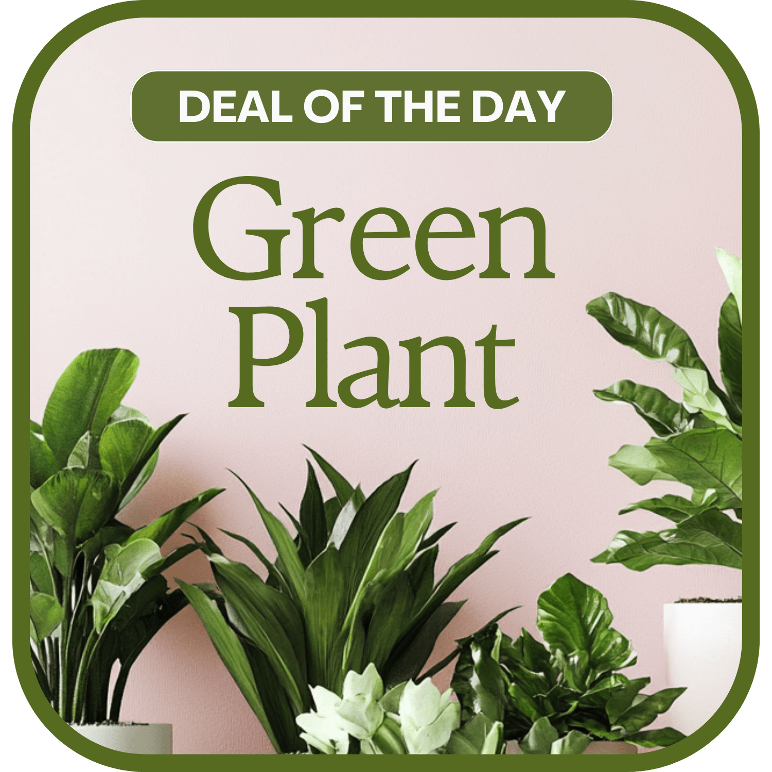 Assorted green potted plants with a "Deal of the Day" sign