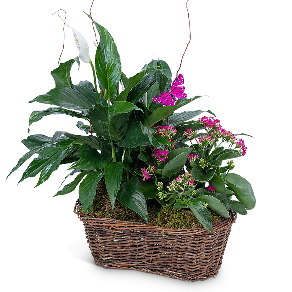 Basket planter with white peace lily and pink flowering plants