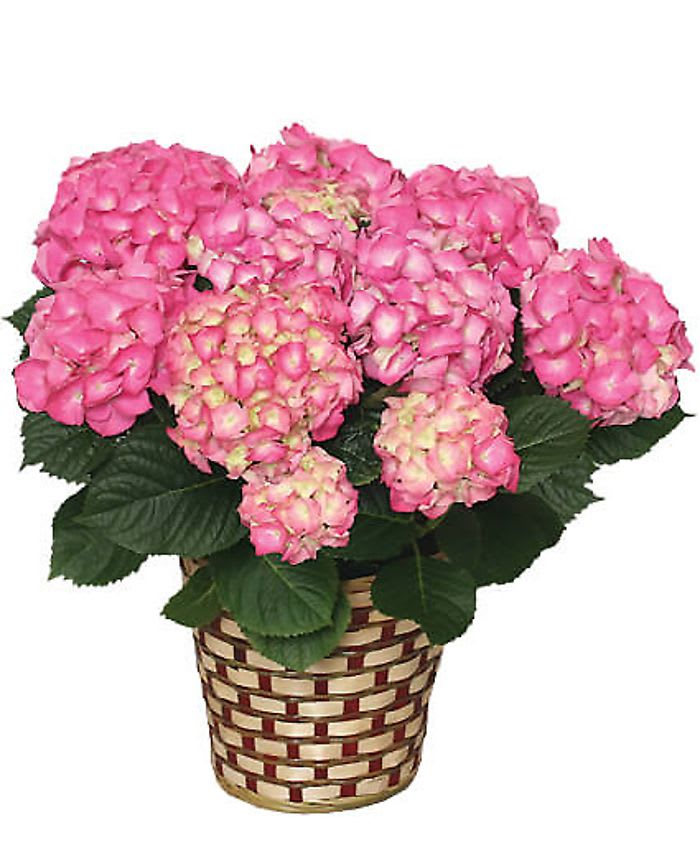 I'm pinking about you  - A cloud of pink hydrangea blooms takes center stage in this pink-and-white floral gift - a cheerful flower arrangement perfect for a birthday bouquet, Mother's Day surprise, or "thinking of you" brightener. The lush, rounded silhouette and soft pale highlights make the recipient feel adored and noticed the moment it arrives.  Plump pink hydrangeas are nestled amid dark green foliage and presented in a woven basket planter with a tan-and-burgundy pattern for a warm, traditional touch that suits springtime displays or everyday home décor. The compact, abundant shape makes it easy to set on a table or entryway; the basket keeps the arrangement looking cottage-fresh and ready to enjoy.