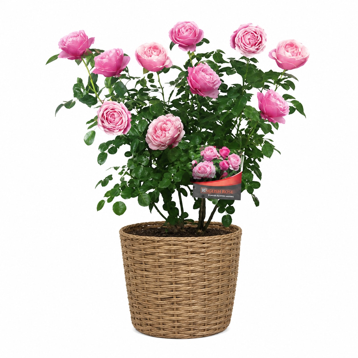 Rosy Cheeks  - Multiple shades of pink roses-soft blush to brighter rose-bloom in abundance to create a layered, romantic potted display that feels like a garden in miniature. This flower arrangement is a potted rose plant perfect for a birthday bouquet alternative, Mother's Day gift, or a "just because" surprise that will make the person you're thinking of feel adored and celebrated.  The roses sit amid glossy, dense green foliage and are planted in a woven basket-style planter that gives the gift a warm, handcrafted look. A plant tag completes the presentation for easy gifting. Sizes and exact counts vary with availability; the living plant will continue to produce blooms with basic care.  Ideal for brightening a kitchen windowsill, porch, or bedside table, this arrangement sends a message of affection and cheer that lasts longer than cut stems. To keep the roses healthy, water when the topsoil feels dry and give bright, indirect light-these simple steps will help the recipient enjoy blooms for weeks.