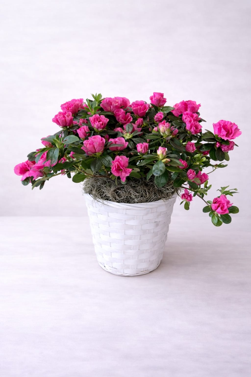 Rosé Azalea Plant basket  - Delicate pink azalea flowers create a full, graceful design, offering a fresh and cheerful touch for spring and everyday gifting. 