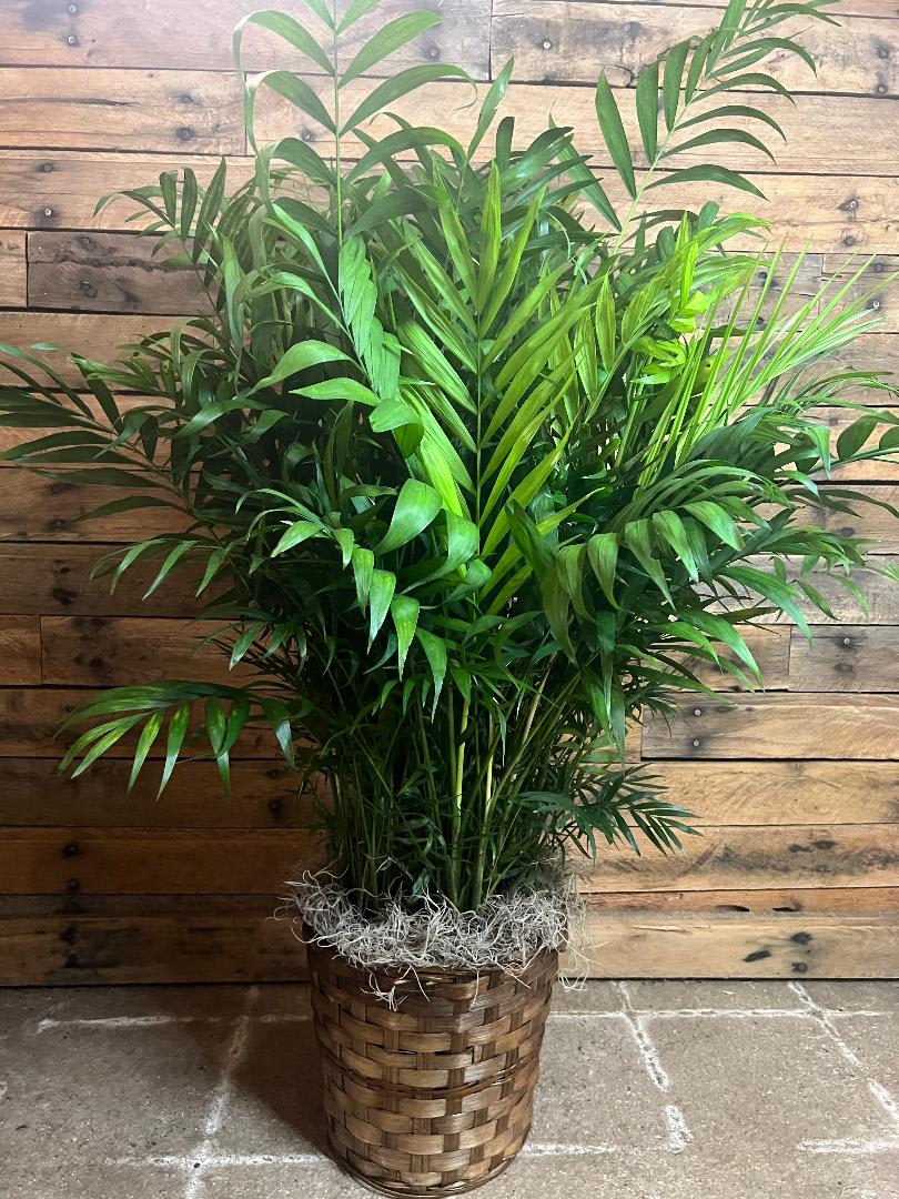 Parlor Palm - 8" Parlor Palm in a basket with moss ad a bow.