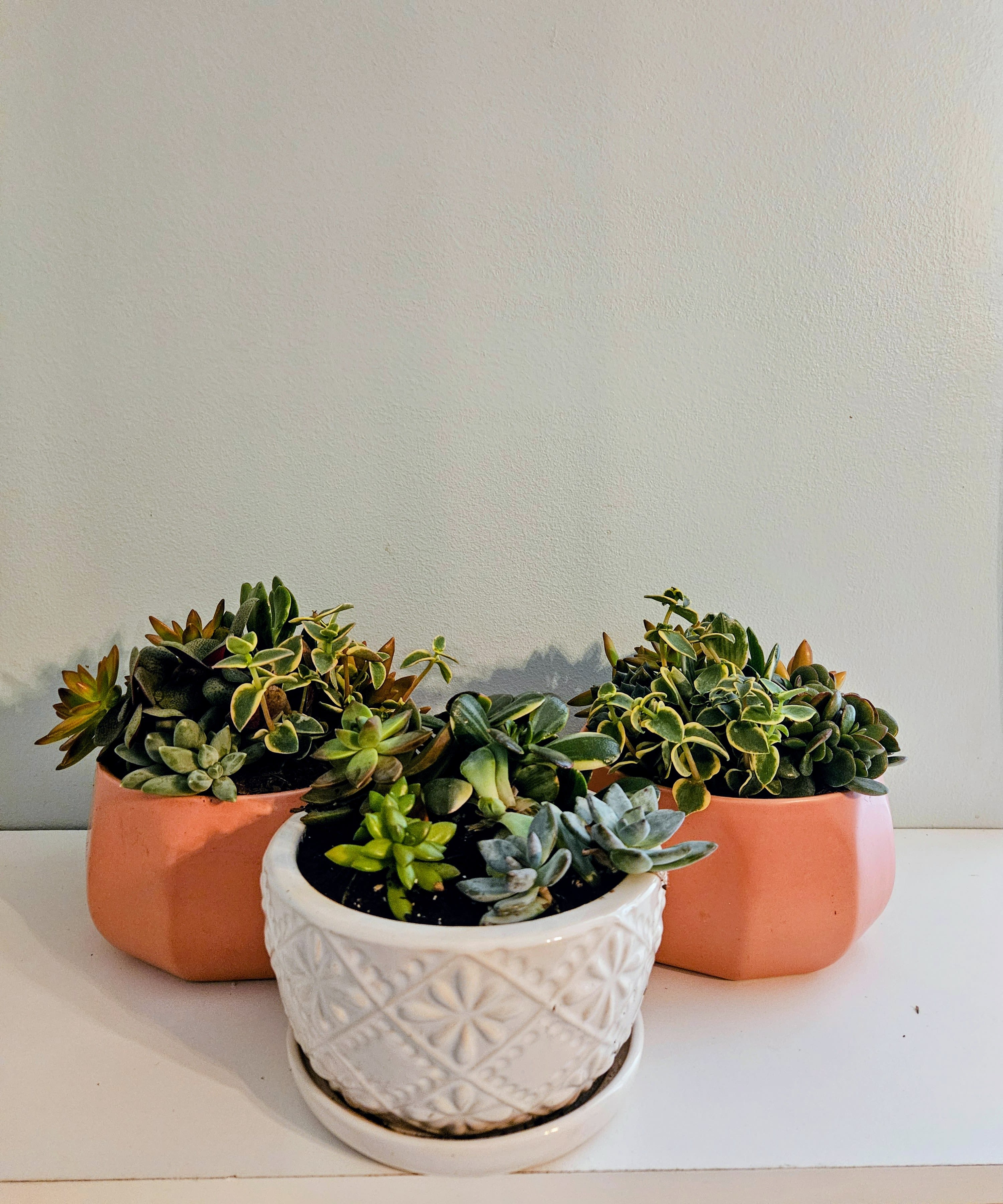 "Succulent Garden" - Three compact succulent arrangements bring a modern, low-maintenance focal point to any room-the perfect housewarming gift or casual home decor accent. This succulent garden arrangement features mixed succulents and plants styled for texture and visual calm, making it a great choice for birthdays, new-home celebrations, or as a thoughtful "thinking of you" present.  Each grouping is planted in ceramic vessels: two rounded peach-pink planters and one white embossed ceramic pot with matching saucer. The plants include fleshy rosettes and trailing variegated foliage in green, gray-green, and yellow-edged tones for layered color and tactile contrast. The trio is sized for tabletops, shelves, or windowsills and arrives ready to display in its ceramic planters.  Ideal for someone who prefers green gifts over cut flowers, this arrangement requires minimal care-bright, indirect light and occasional watering-so the person you're gifting will enjoy long-lasting beauty with little fuss.