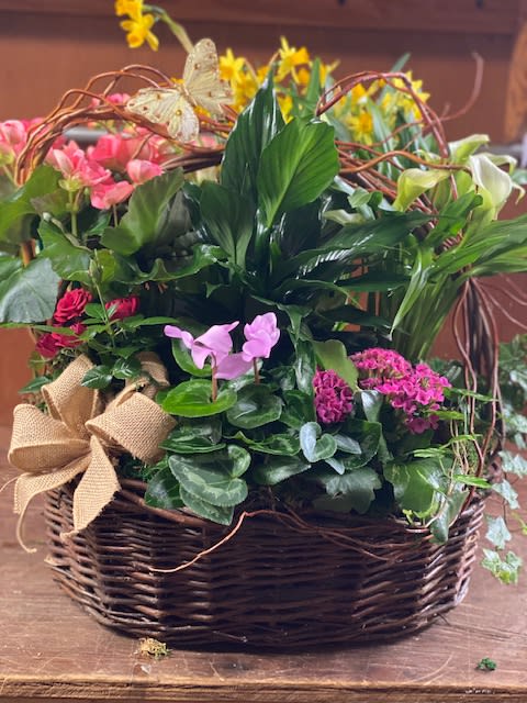 Spring Plant Basket - Beautiful assorted spring flowering plants designed in wicker basket