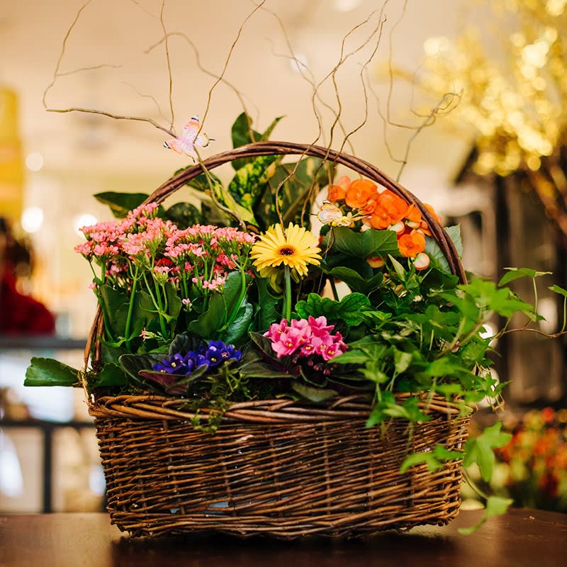 Flowering plant basket - Assorted flowering plants presented in wicker basket. 