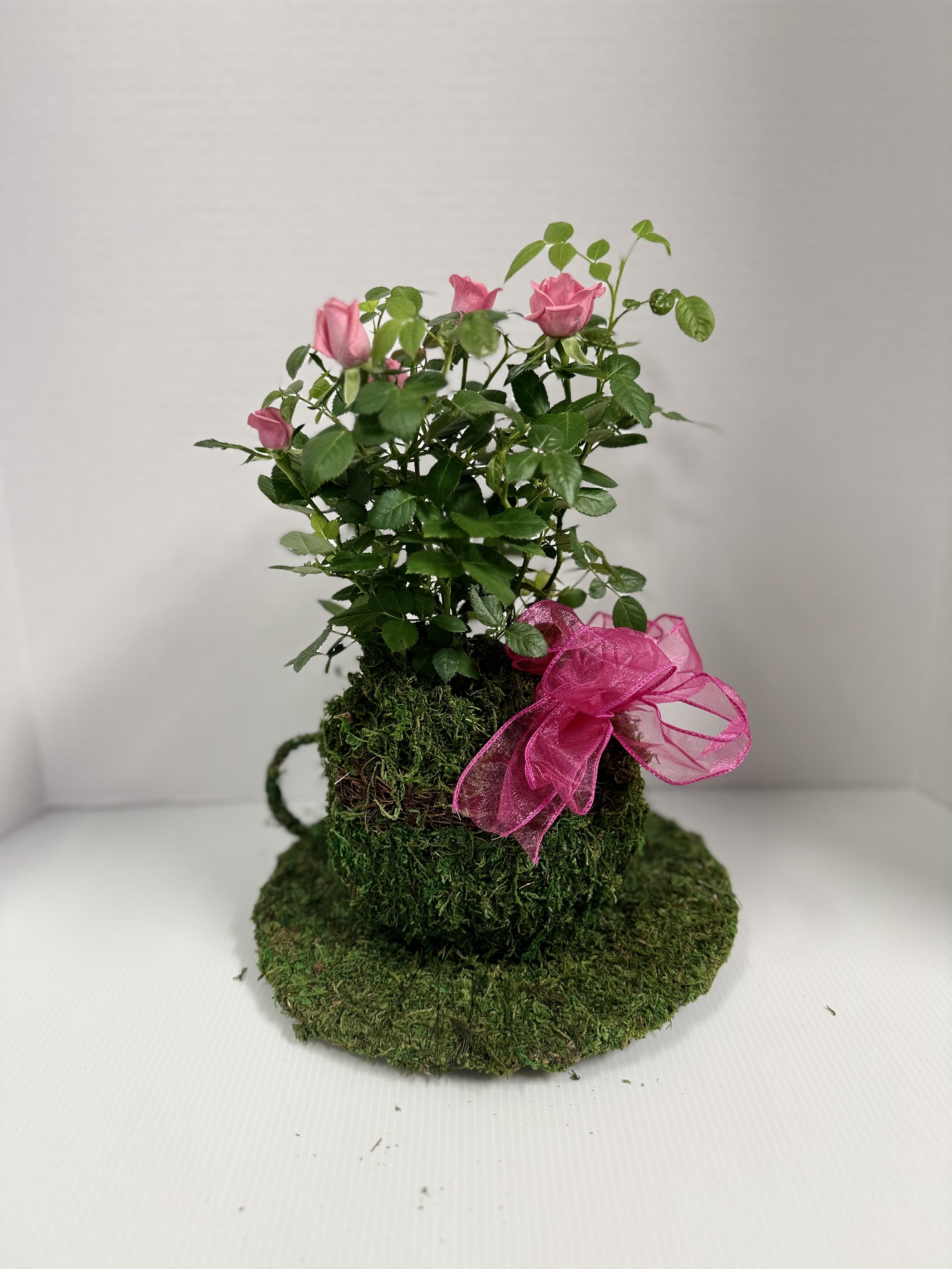 Cup Of Tea- Rose Planter  - For the tea (or coffee) lover in your family, gift them this lovely 6" moss-covered teacup with a potted mini rose.  Ready to brighten anyones day!  We will do our best to source requested colors, but it will depend on availability!  