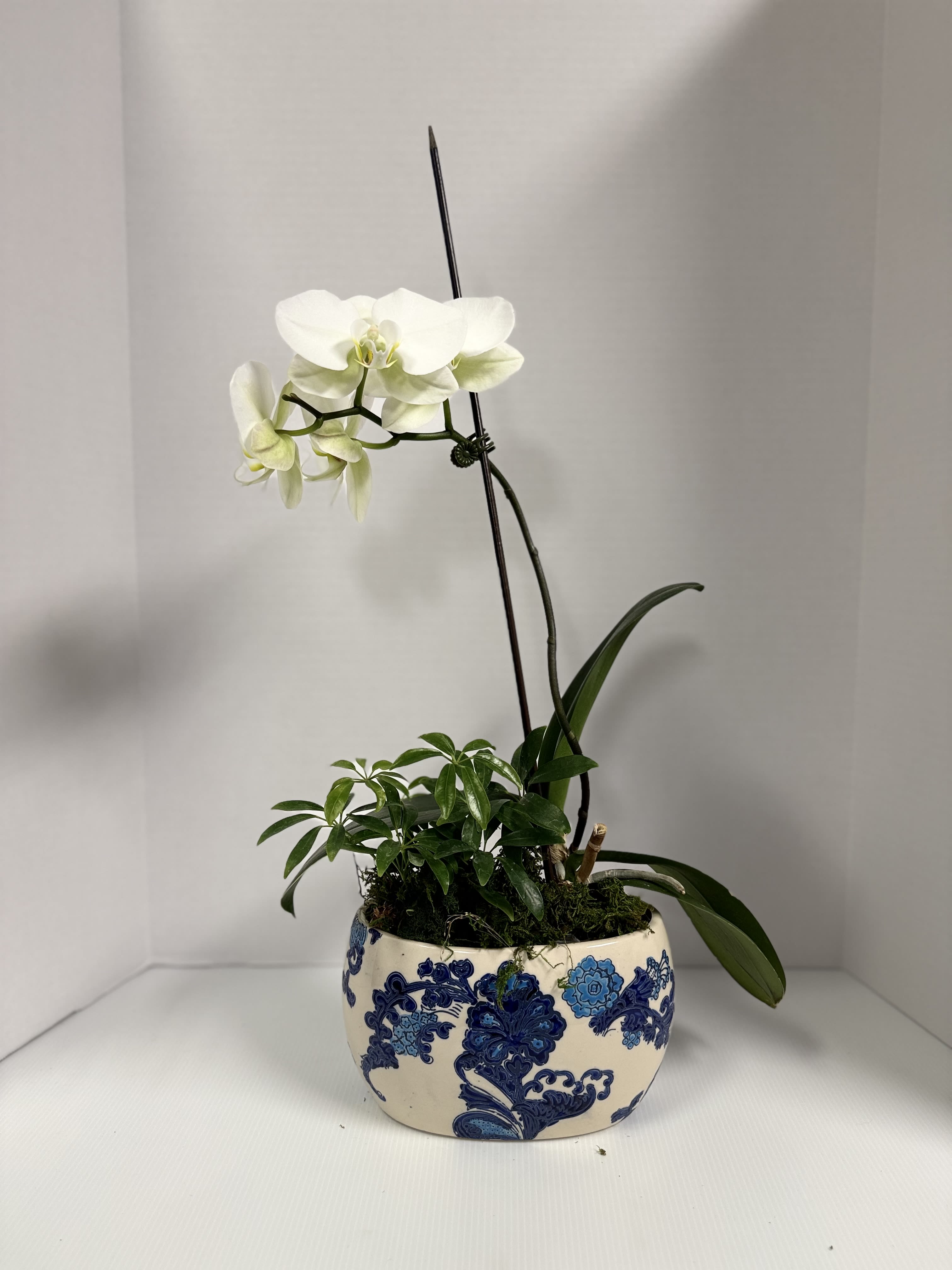 For You- Orchid Planter  - An elegant orchid and complimentary plant in an oval, ceramic container.  Orchid colors may vary from photo and we will do our best to accommodate requests!