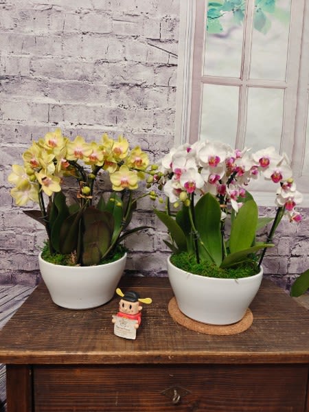 Orchid Waterfall Garden Planter - Graceful and captivating, our Orchid Waterfall Garden Planter features stunning orchids that gently cascade like a flowing waterfall from a beautiful ceramic container. With elegant lines and vibrant blooms, this design creates a striking display of movement, color, and natural beauty. It’s a timeless statement piece that brings refined charm to any home, office, or special occasion.