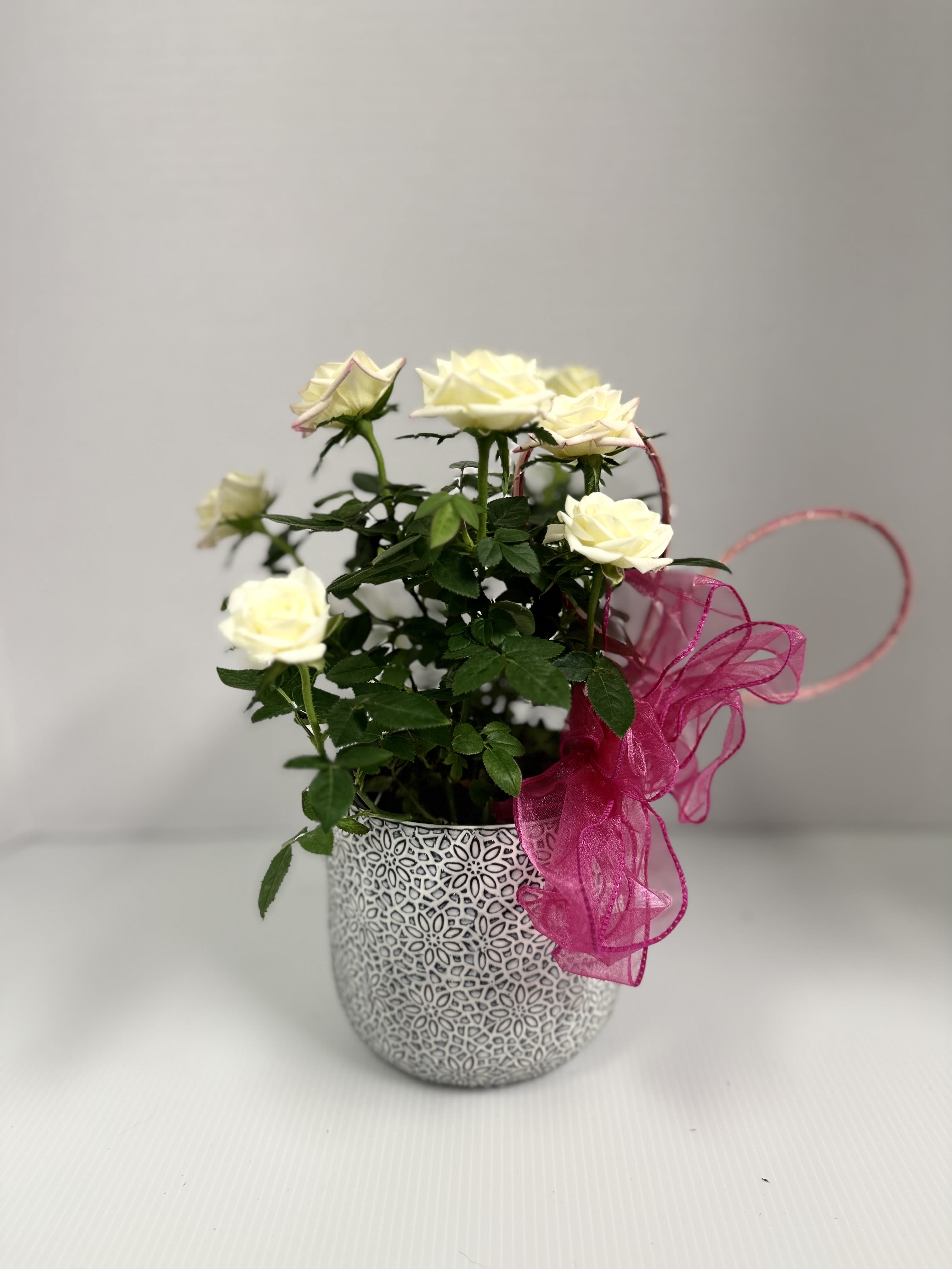 Rosie Posie Planter  - Mini roses nestled in a decorative ceramic pot with accents!  We will do our best to accommodate color preferences, but its based on availability!