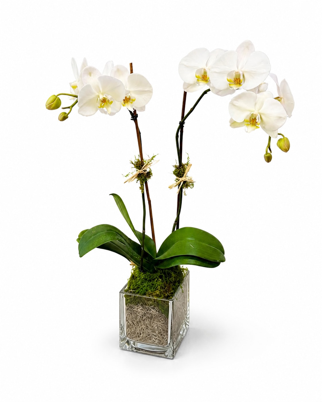 Double Stem White Orchid - Double stem white orchid in a glass cube!