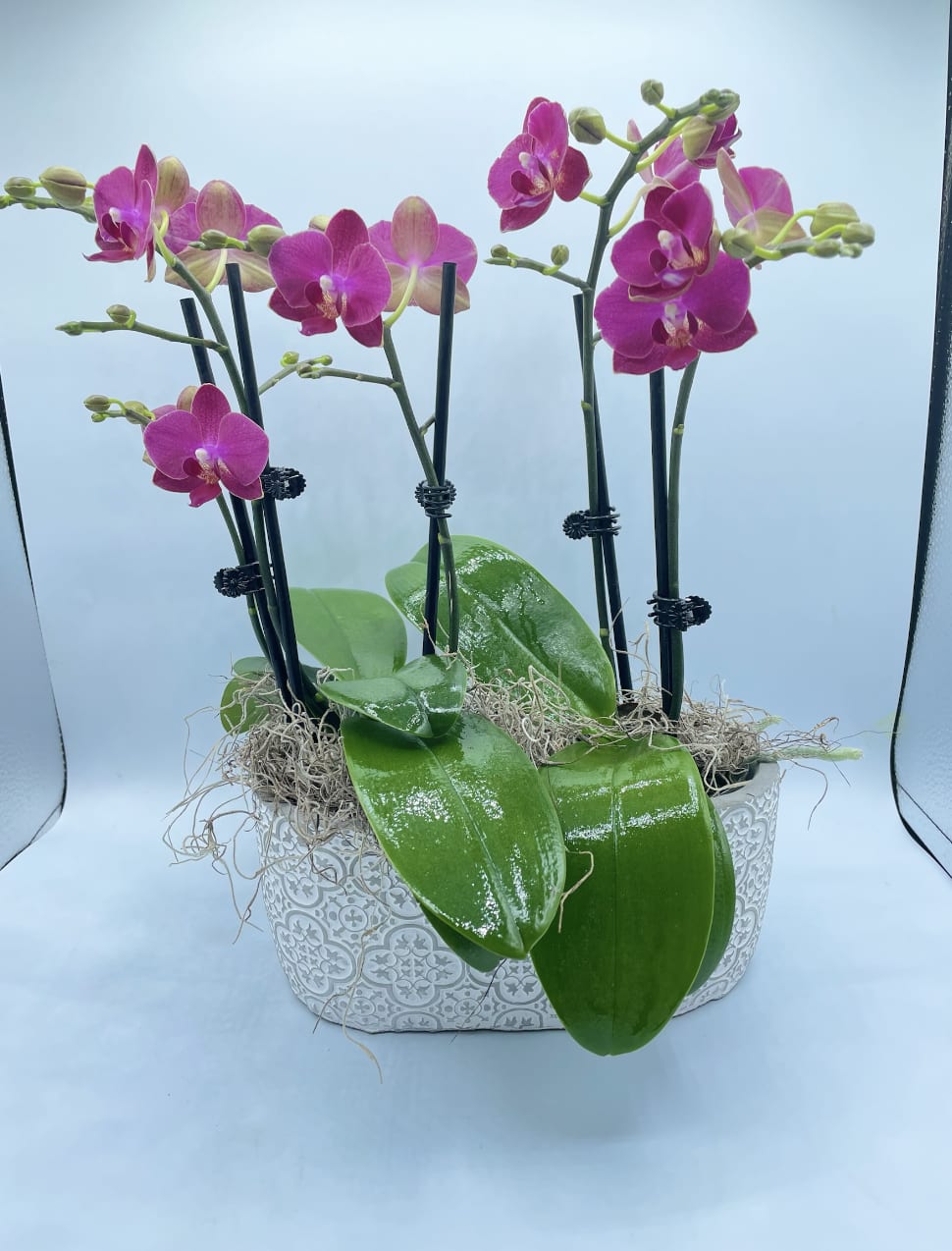 Purple Mini Orchids - This beautiful exotic orchid is long-lasting, easy to care for, and makes an exceptional gift for any occasion. 
