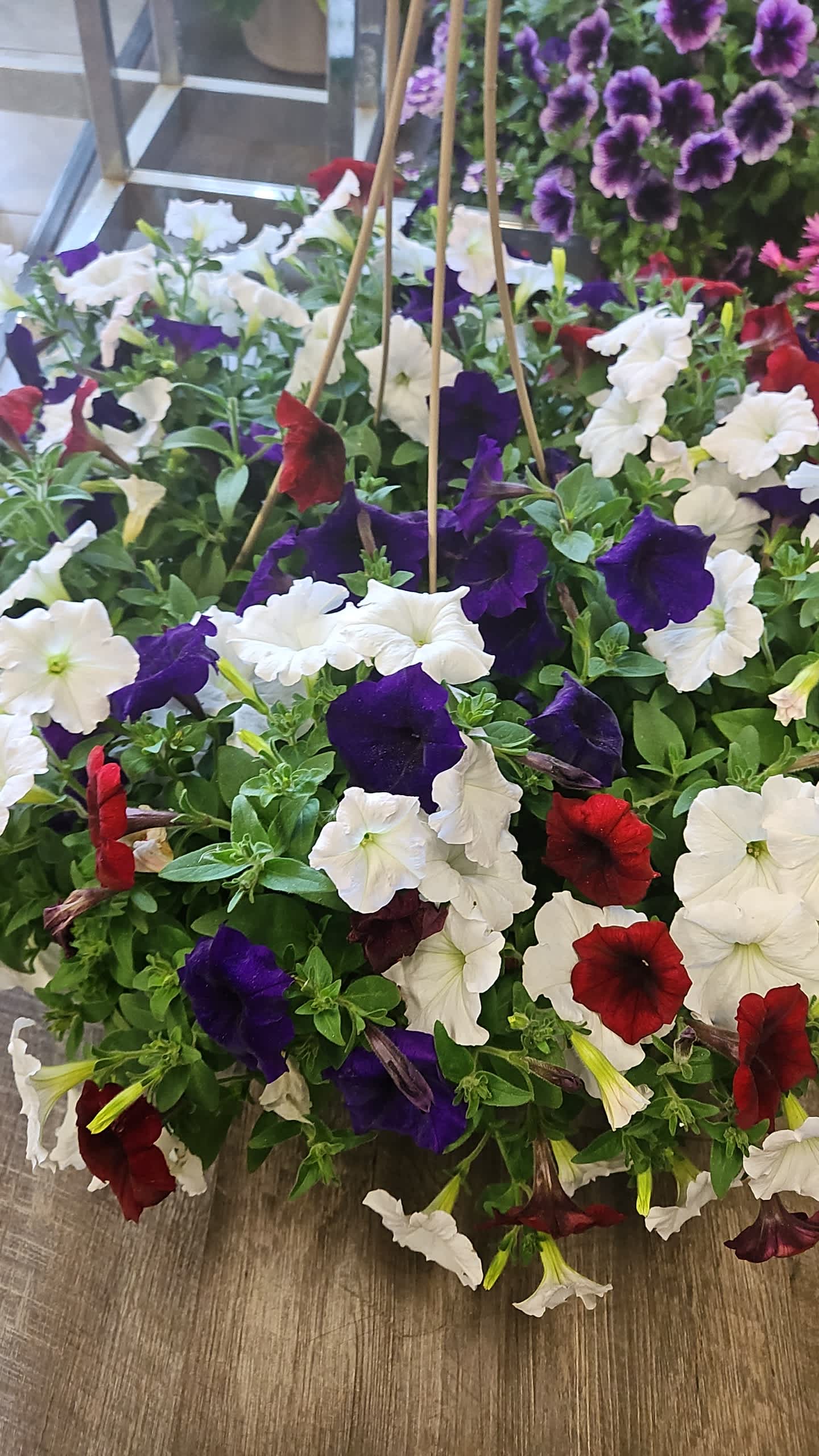 Hanging Basket  - Our hanging baskets and big and beautiful. We can't guarantee a color. But, if you have a preference, leave in the notes and we will sure honor it if we can. 