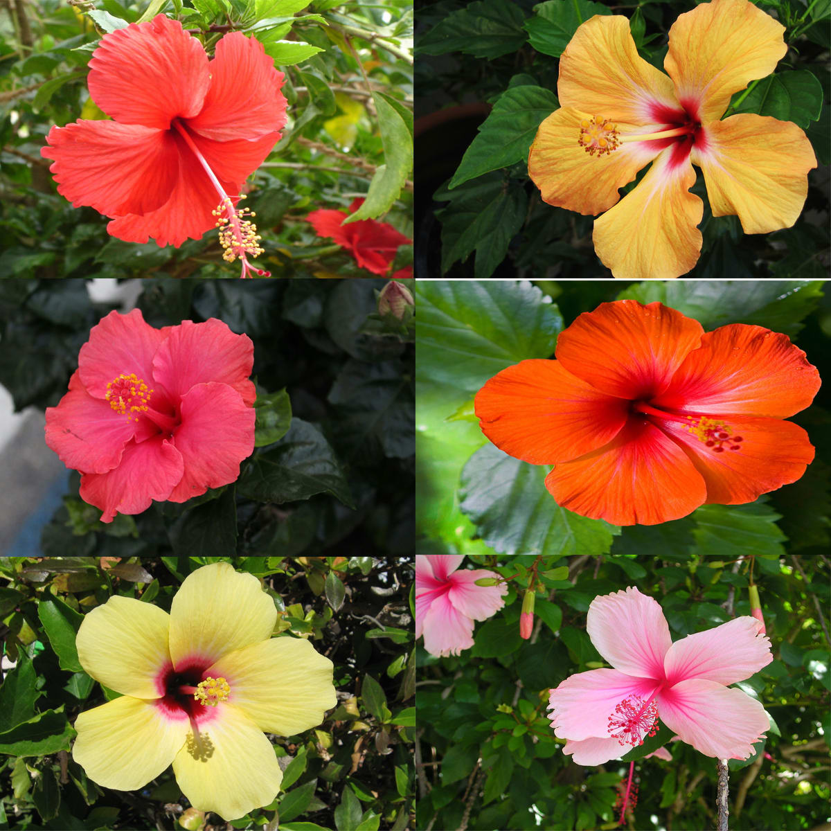 Collage of colorful hibiscus flowers in red, yellow, pink, and orange.
