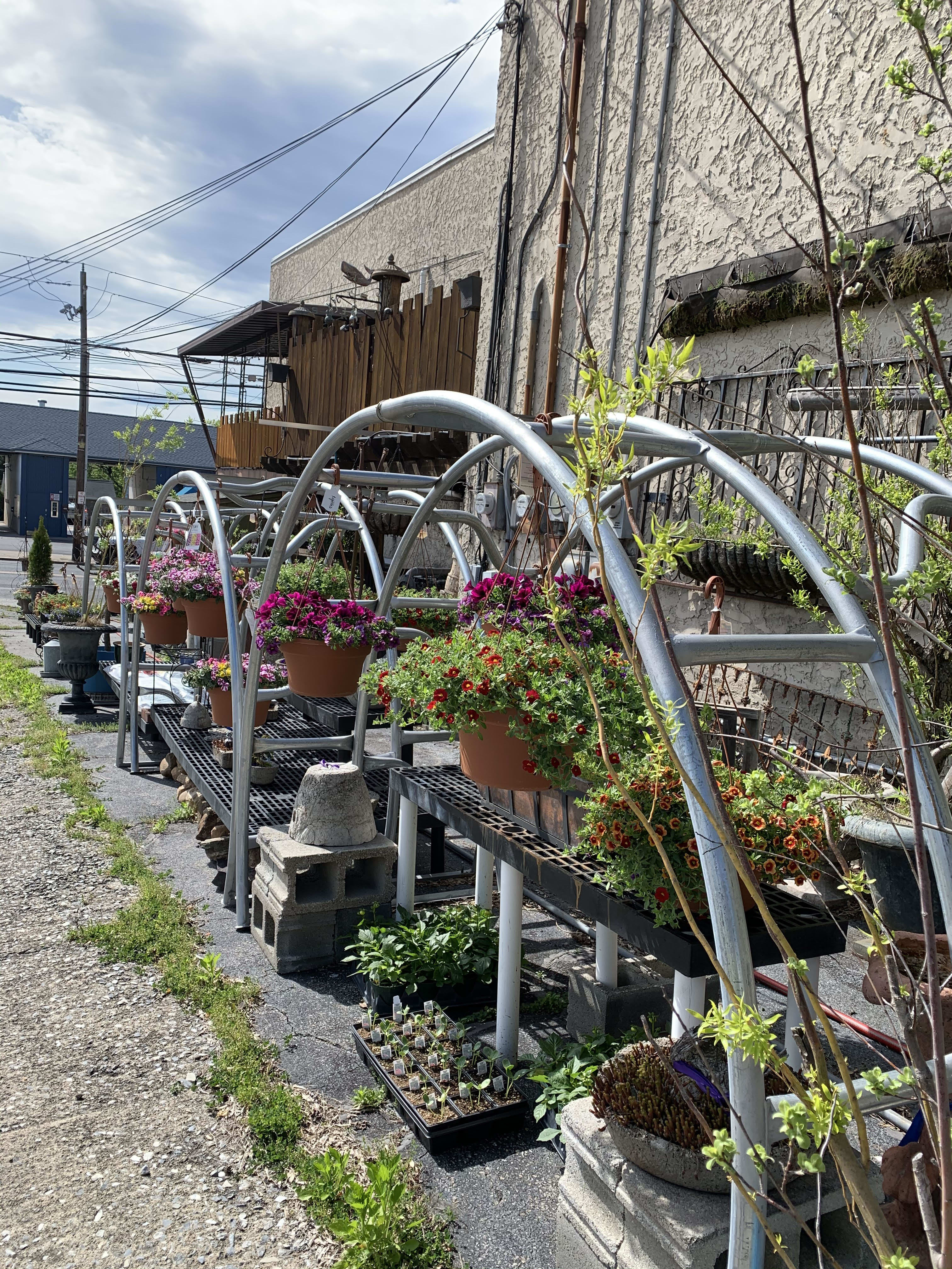 Rows of potted flowering plants displayed on metal racks outdoors