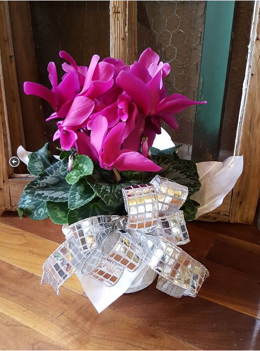 Cyclamen Plant – large - The color is blooming on these gorgeous Cyclamen plants! Order yours today for you or someone you love…  **Please Note** Plant may slightly vary from photo pictured. 