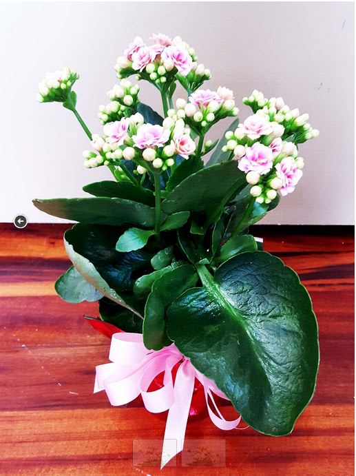 Potted flowering plant with pink blooms and a ribbon bow