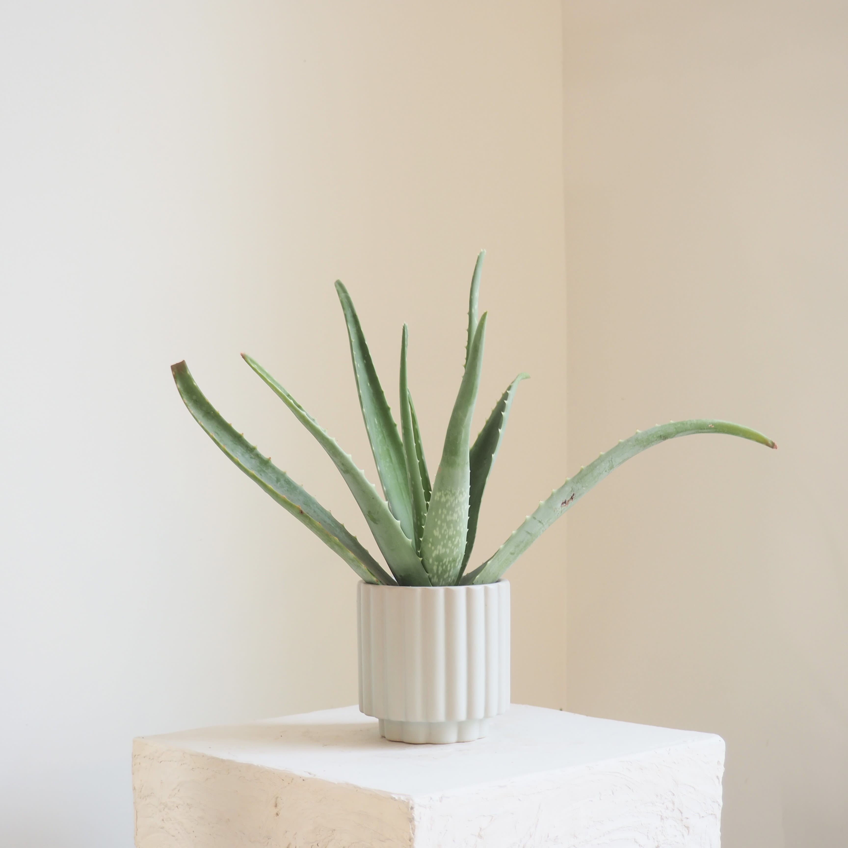 Aloe in Fluted Pot - Plump aloe with lots of personality!  Pot size 4.5" x 4.5"